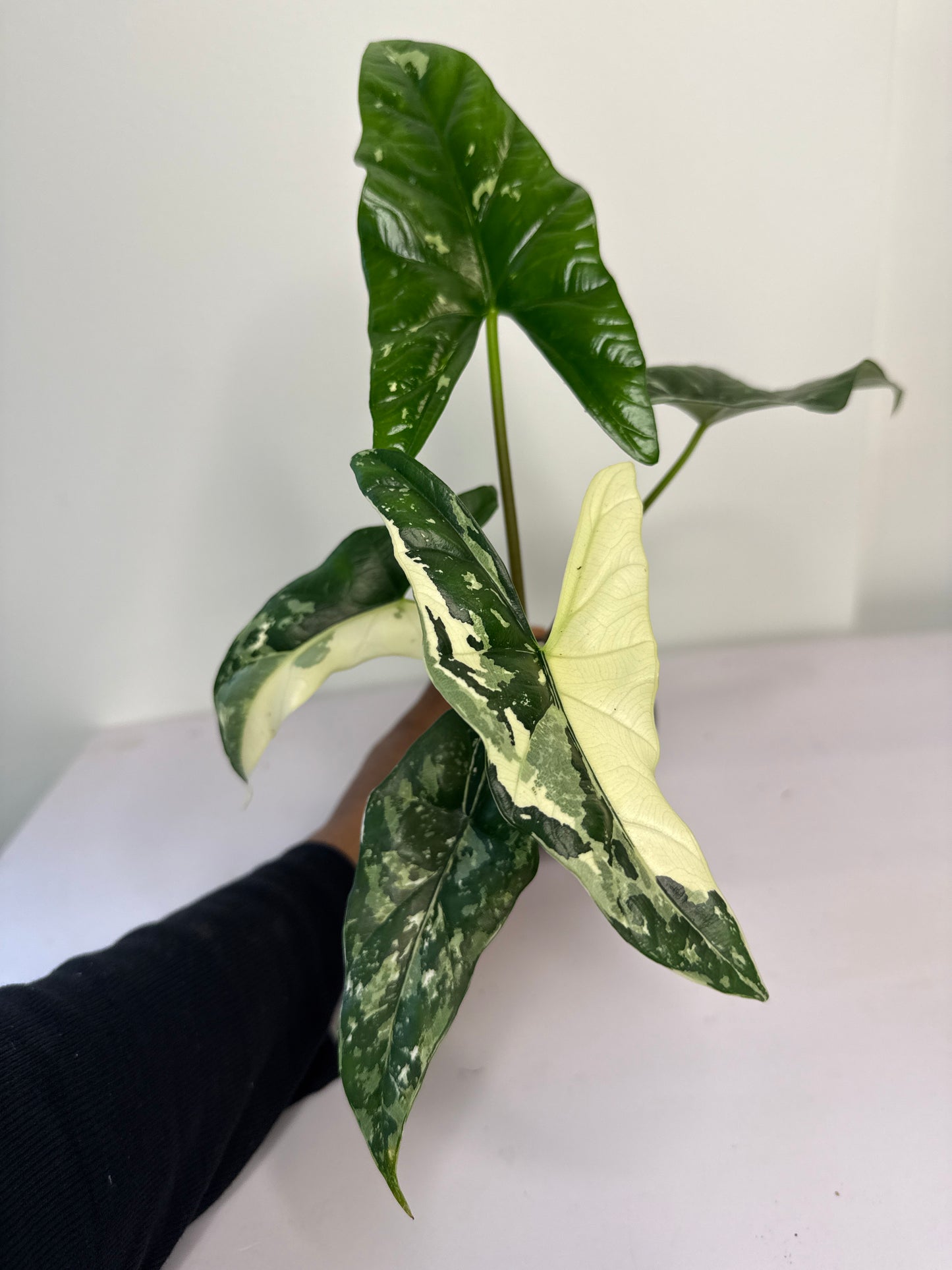 Alocasia Simpo Albo Var