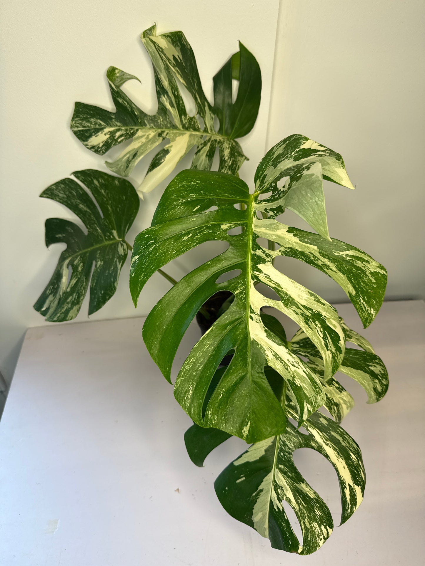 Monstera Albo Lg Form