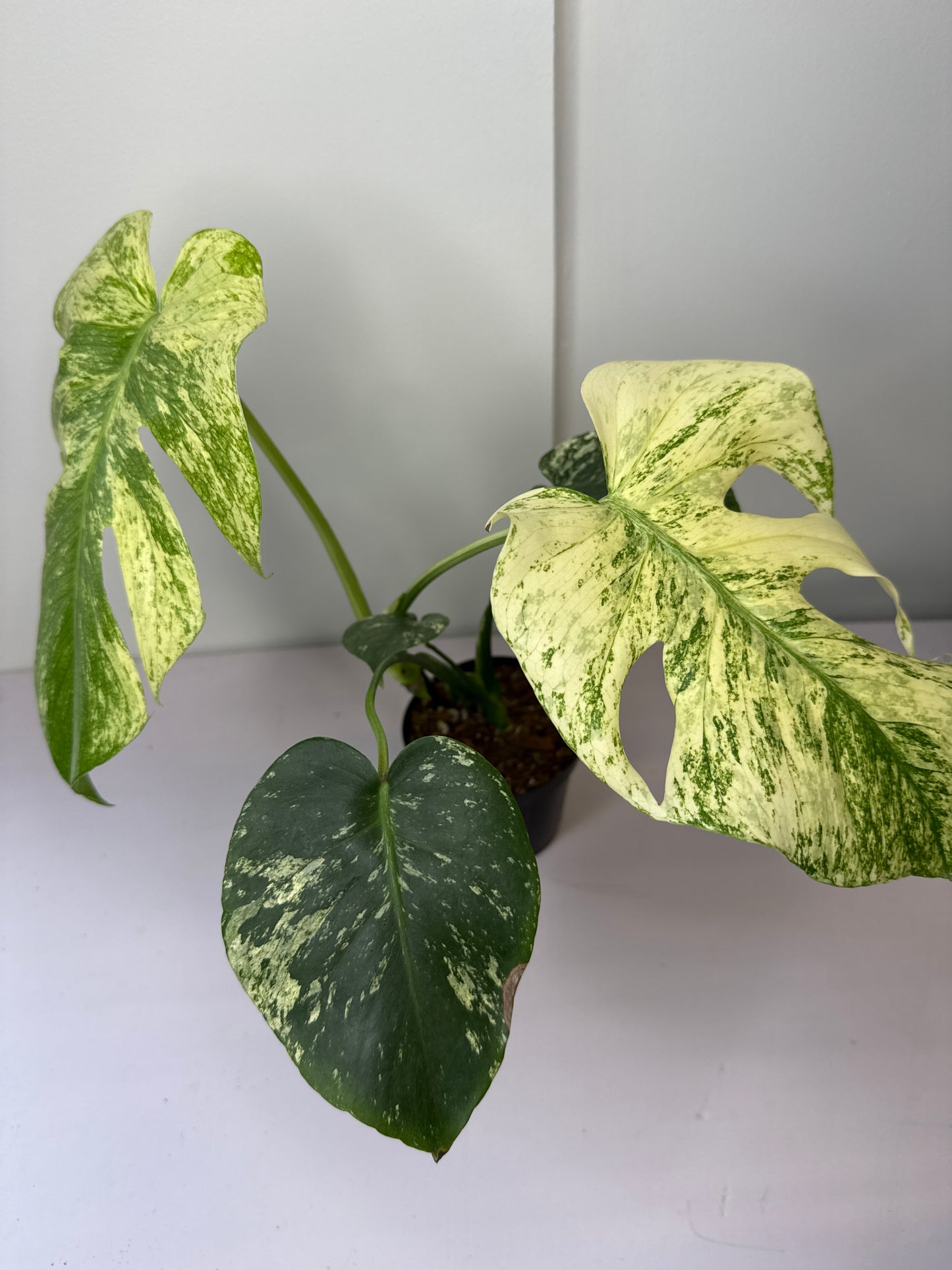 Monstera White Monster