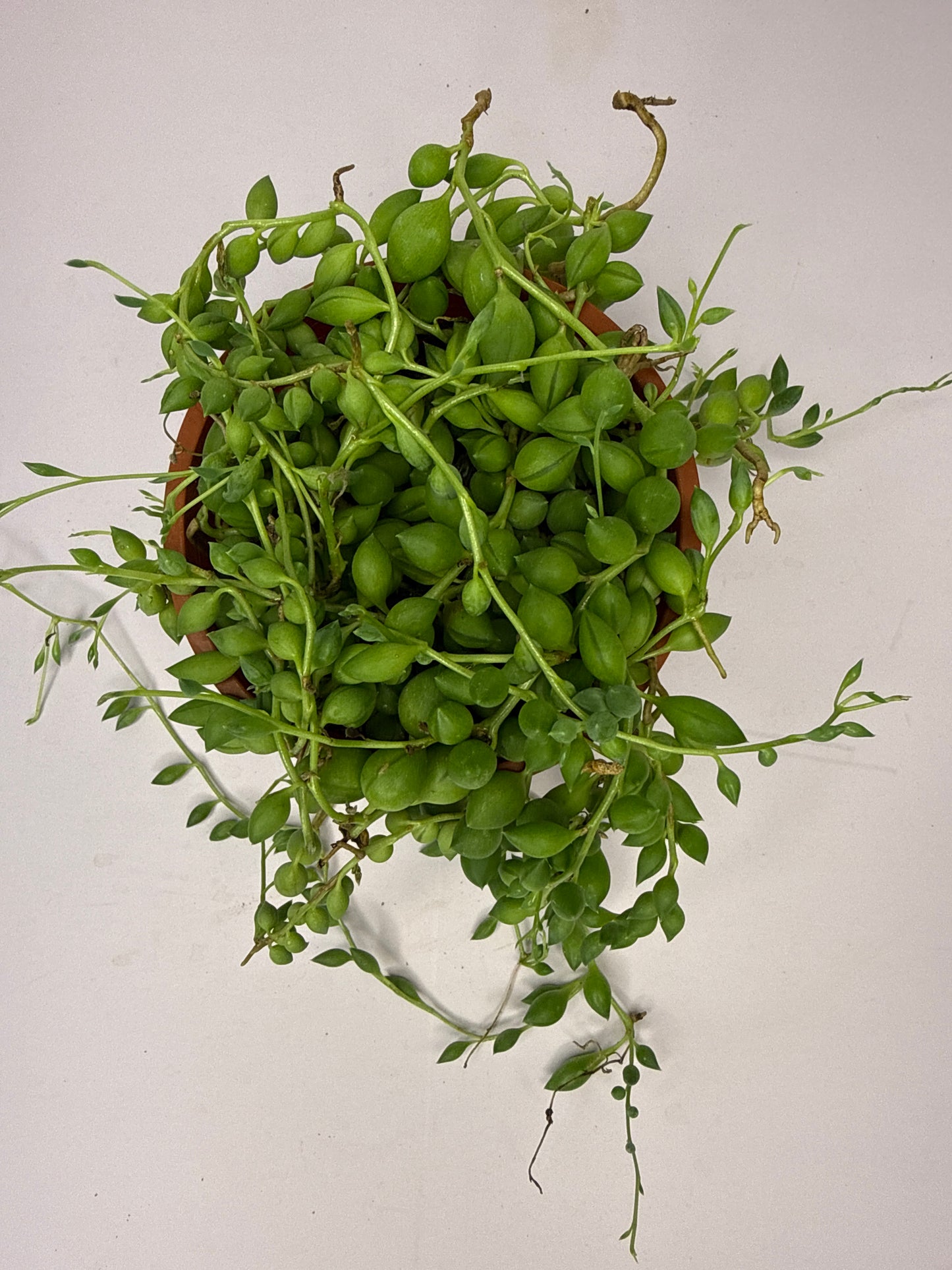 String of Pearl