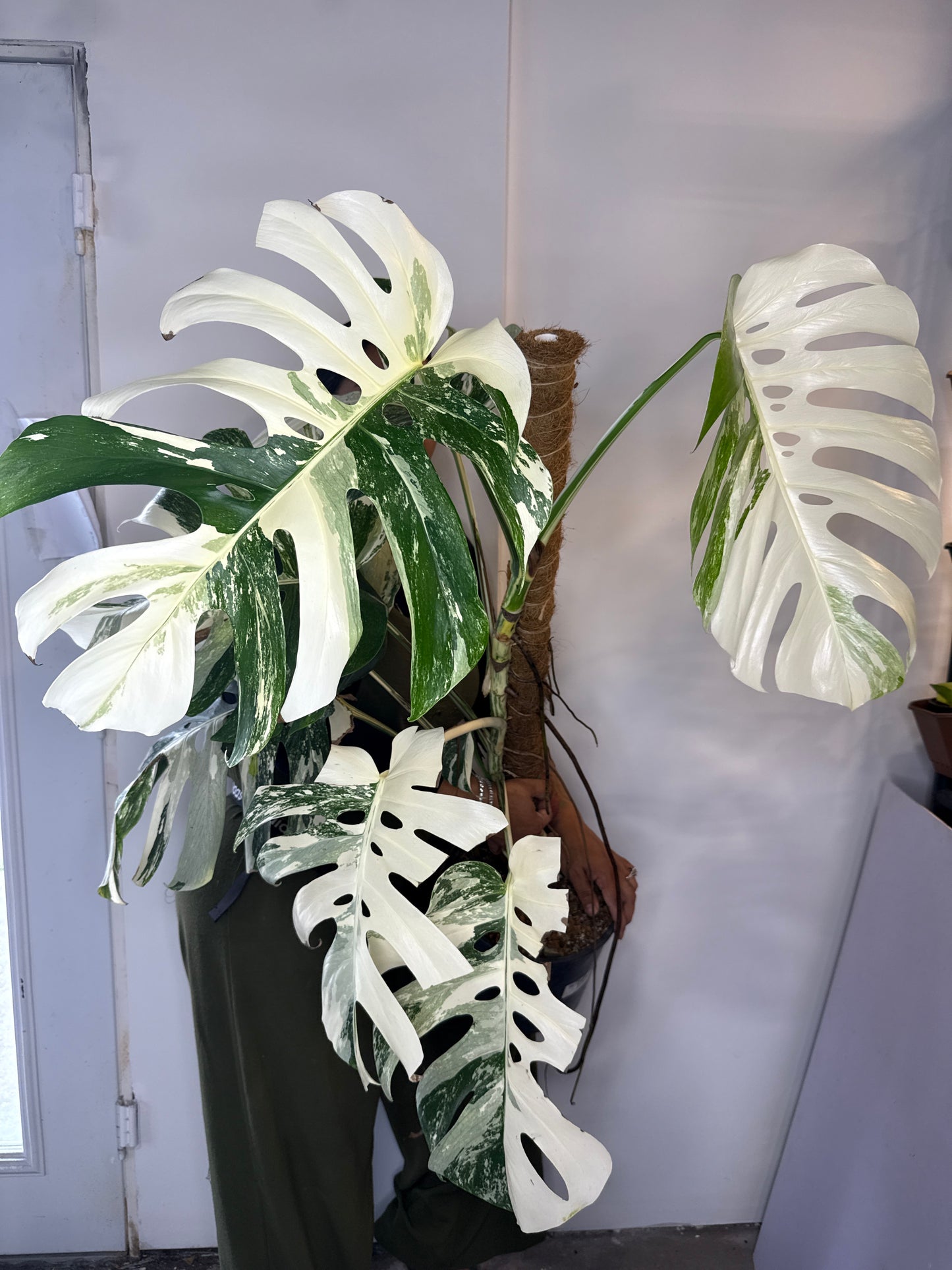 Monstera Albo LG