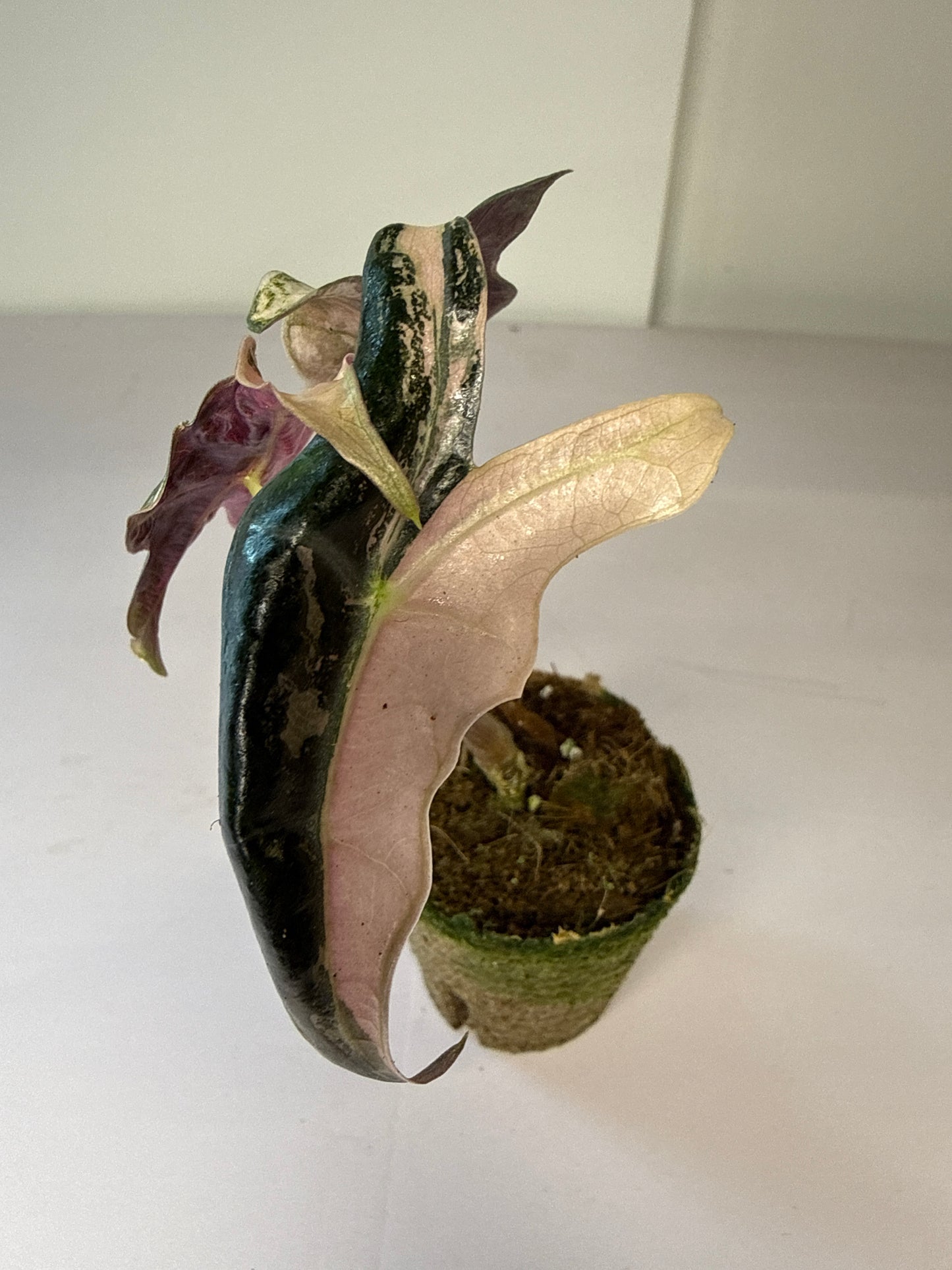 Alocasia Sanderiana Nobilis Var