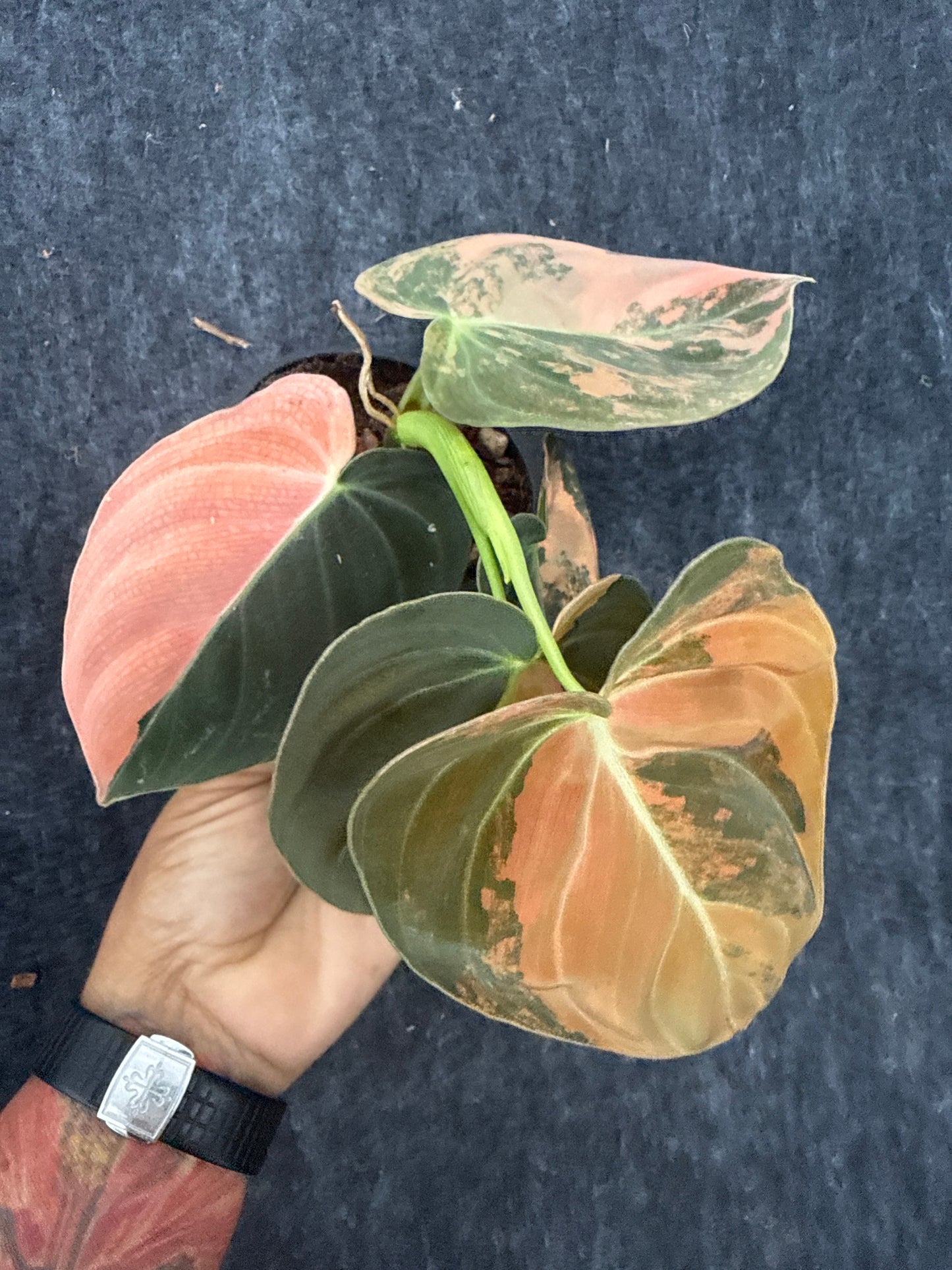 Philodendron Orange Melanochrysum