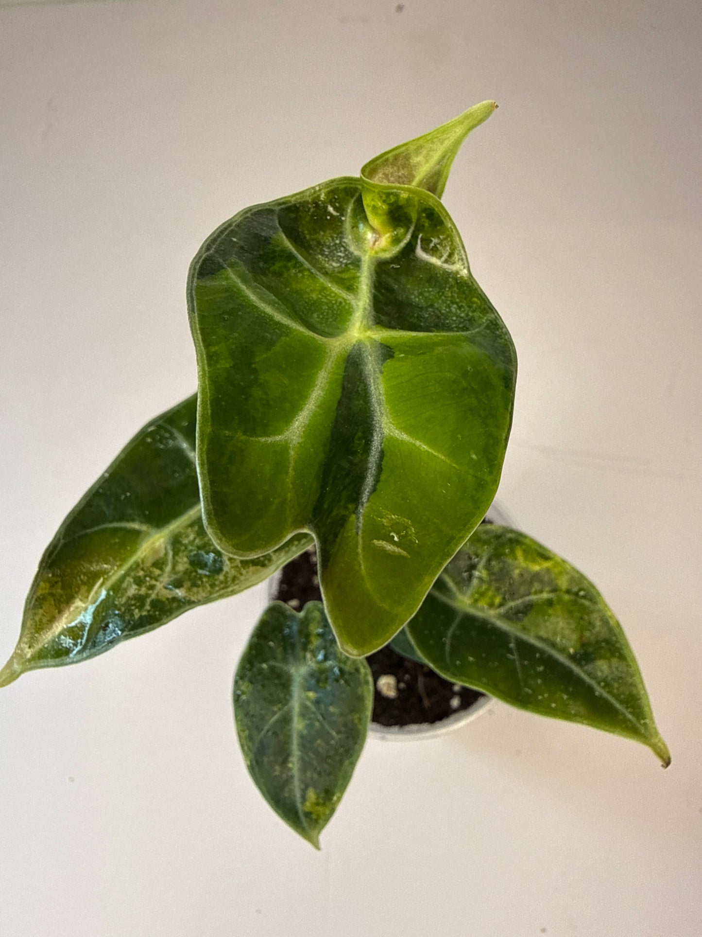Alocasia Longgiloba Suhimaniana Aurea