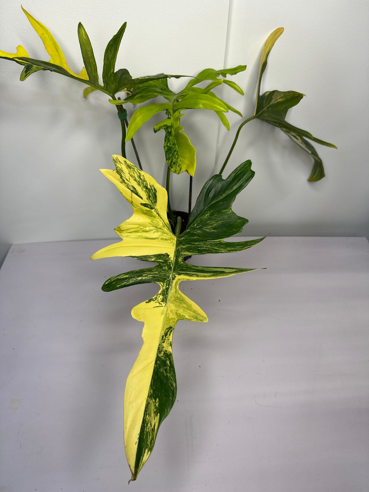 Philodendron Polypoides x Florida Beauty Var