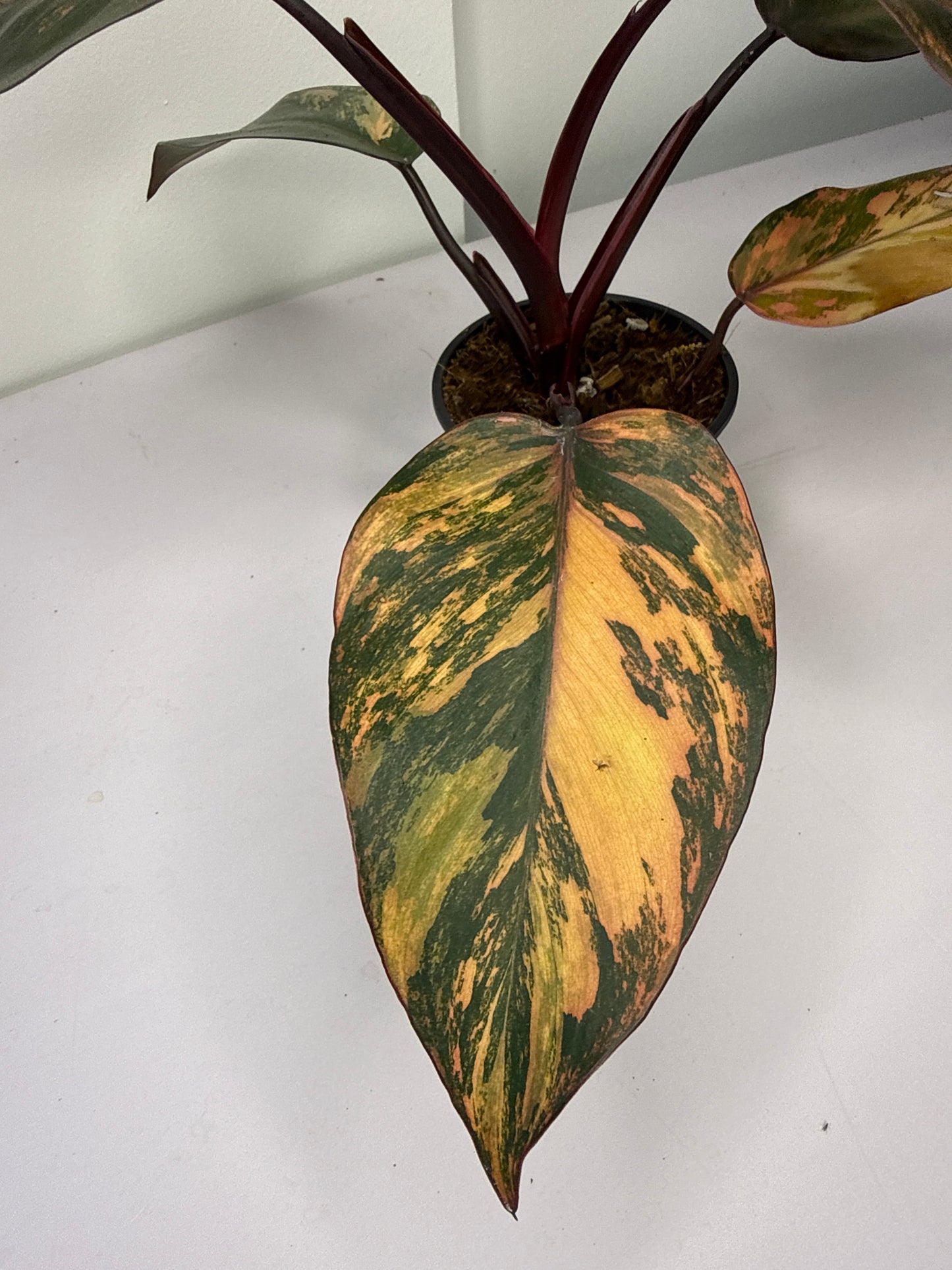 Philodendron Fire of Princess