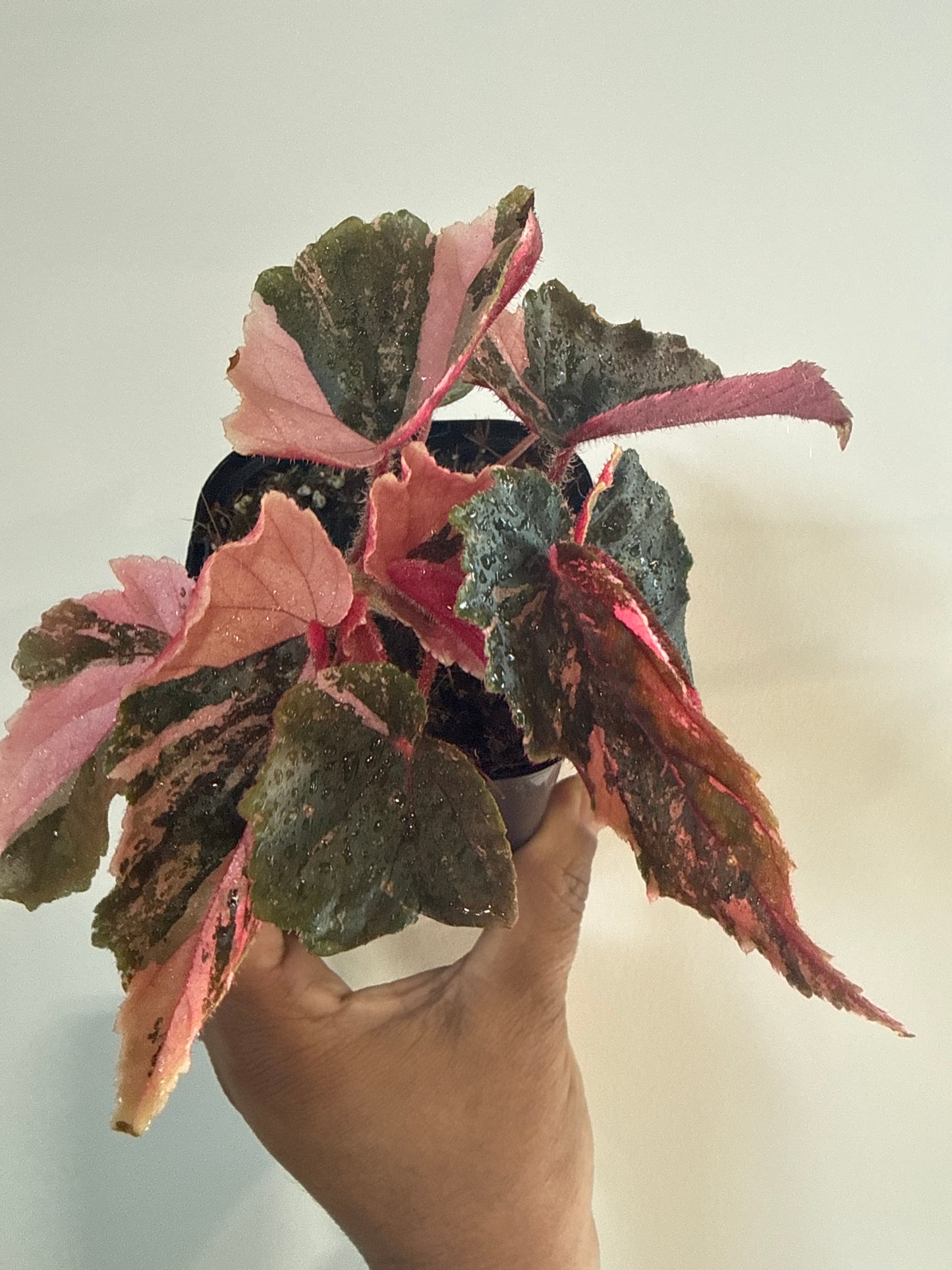Begonia Ginny Galaxy