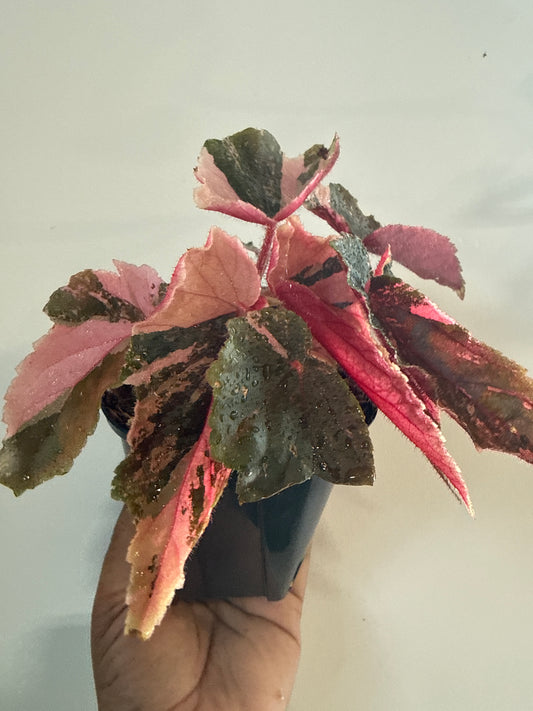 Begonia Ginny Galaxy