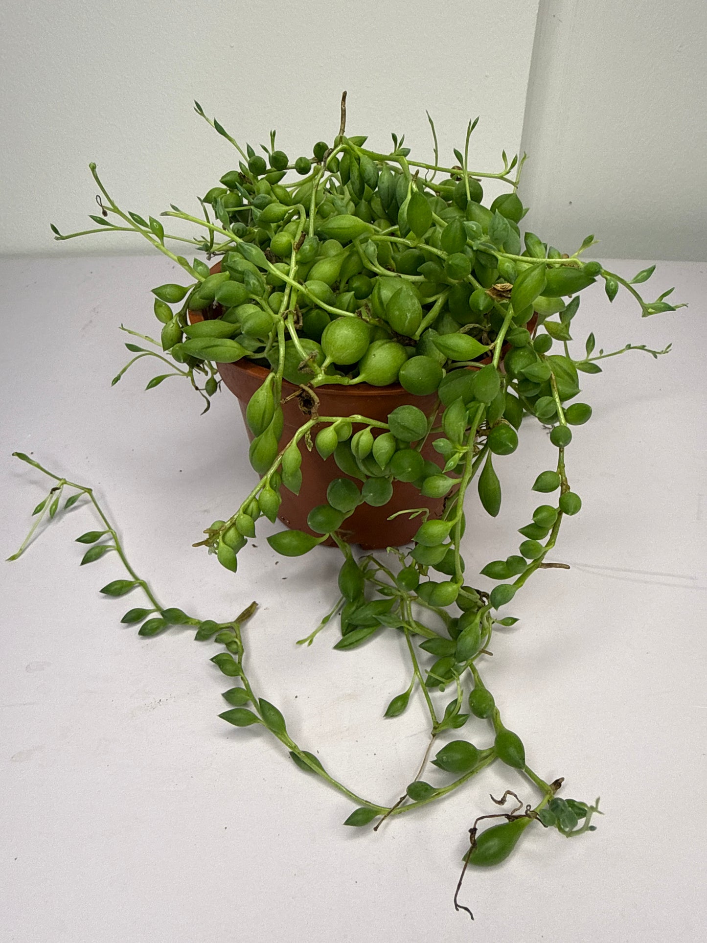 String of Pearl
