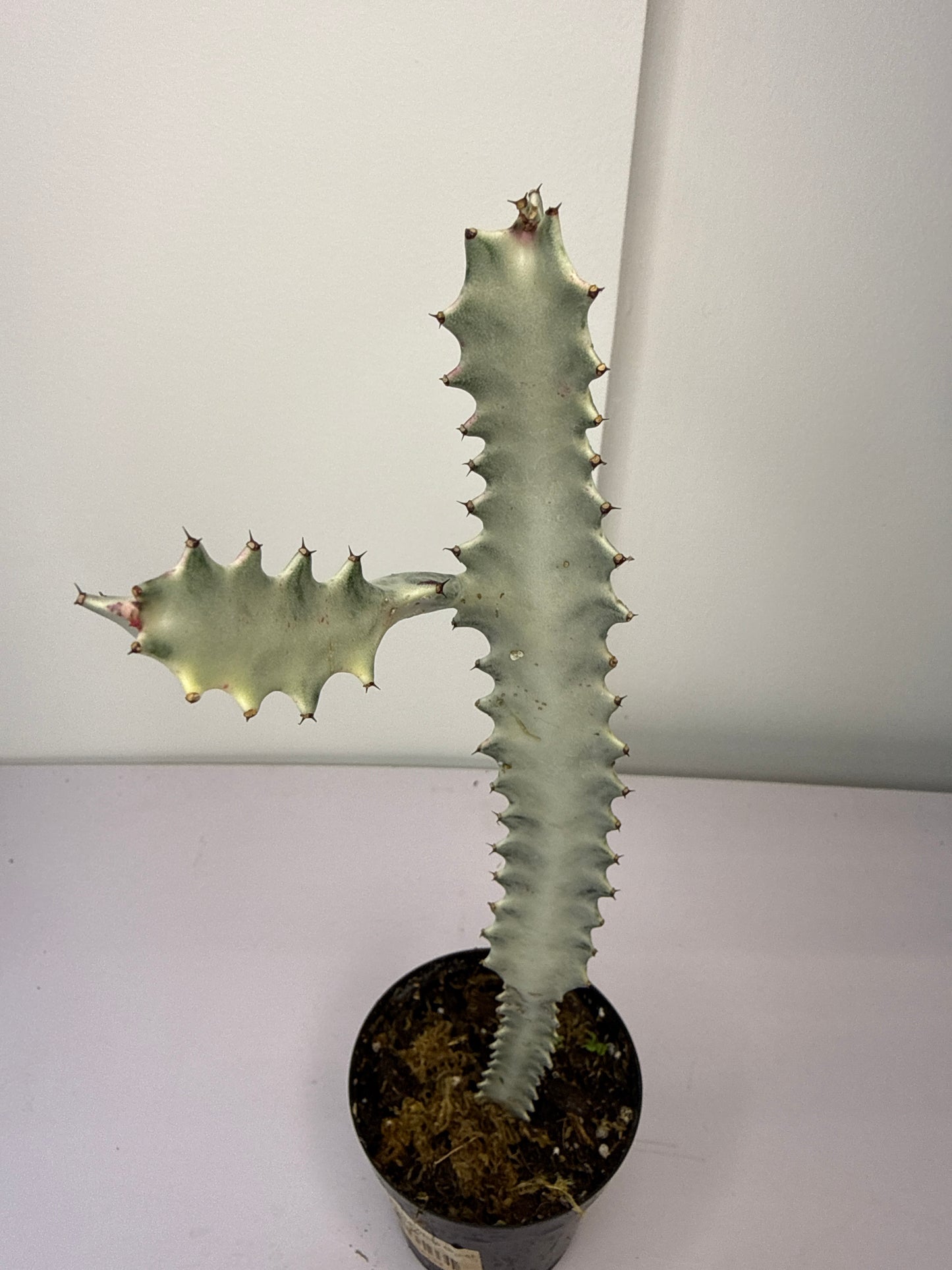 Euphorbia Lactea White Ghost