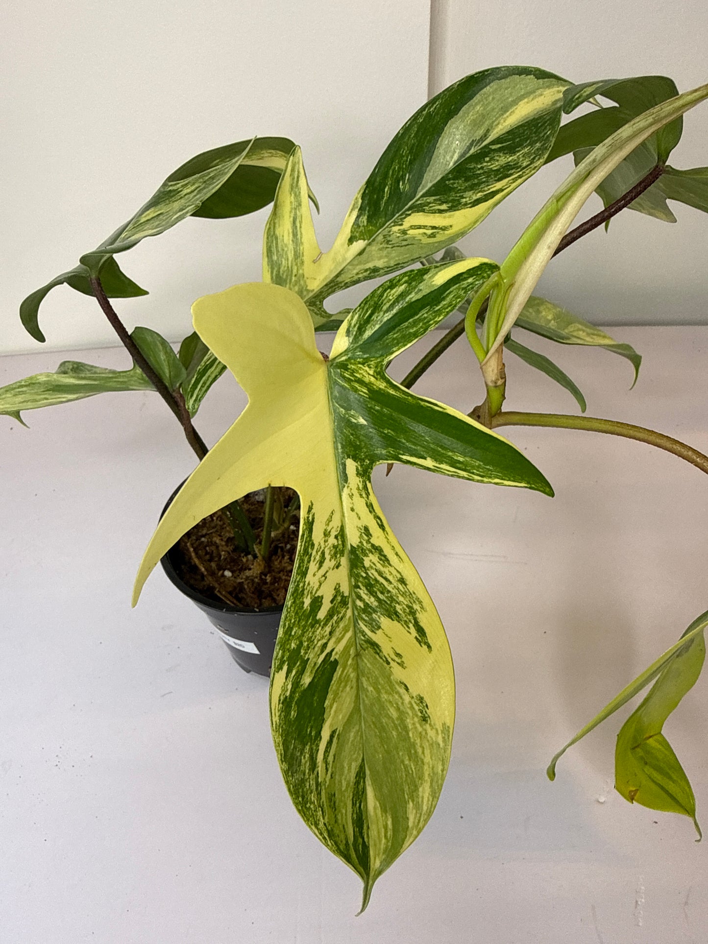 Philodendron Florida Beauty