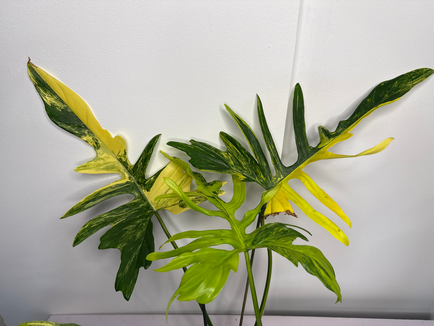 Philodendron Polypoides x Florida Beauty Var