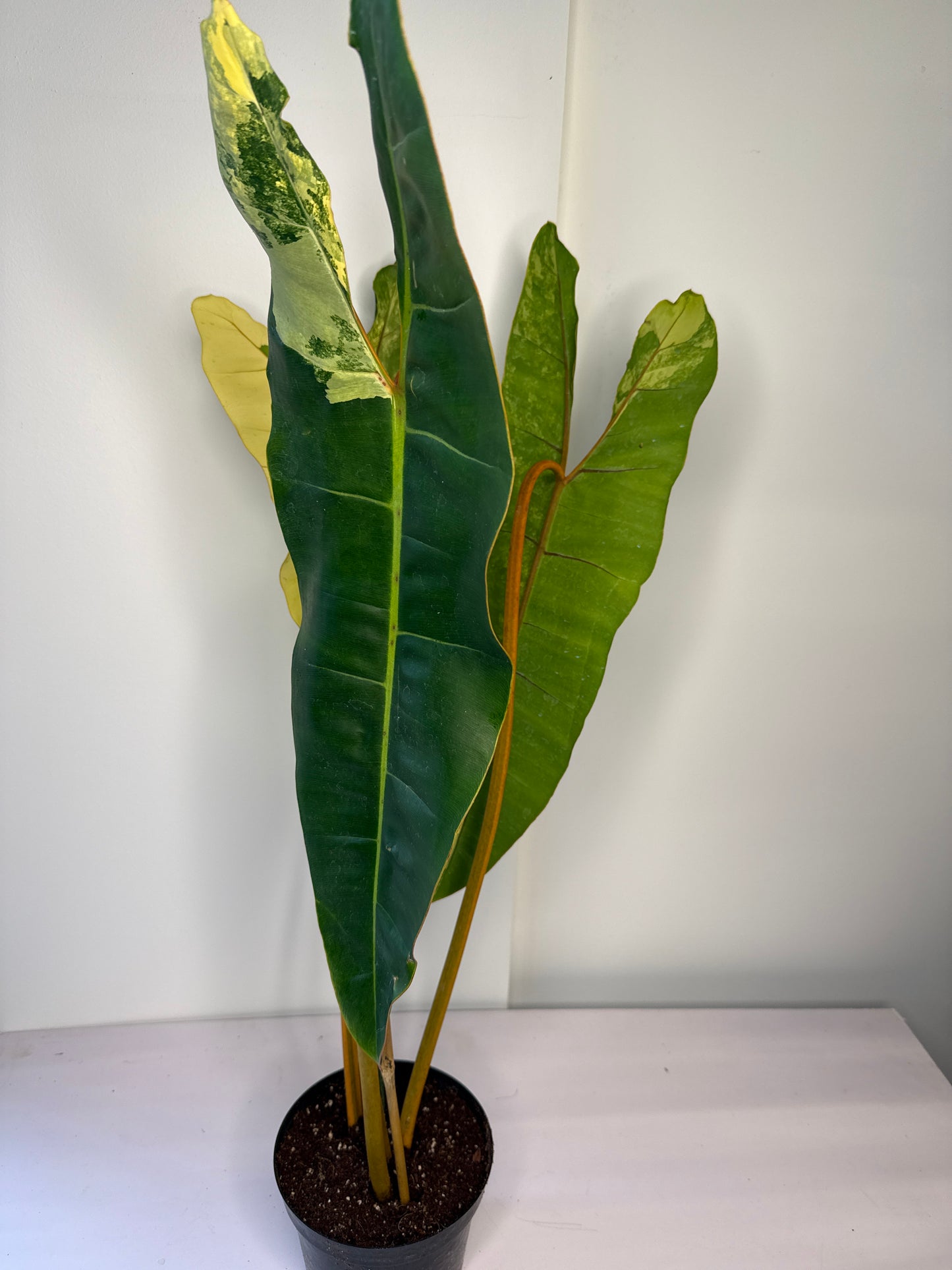 Philodendron Billietae Var