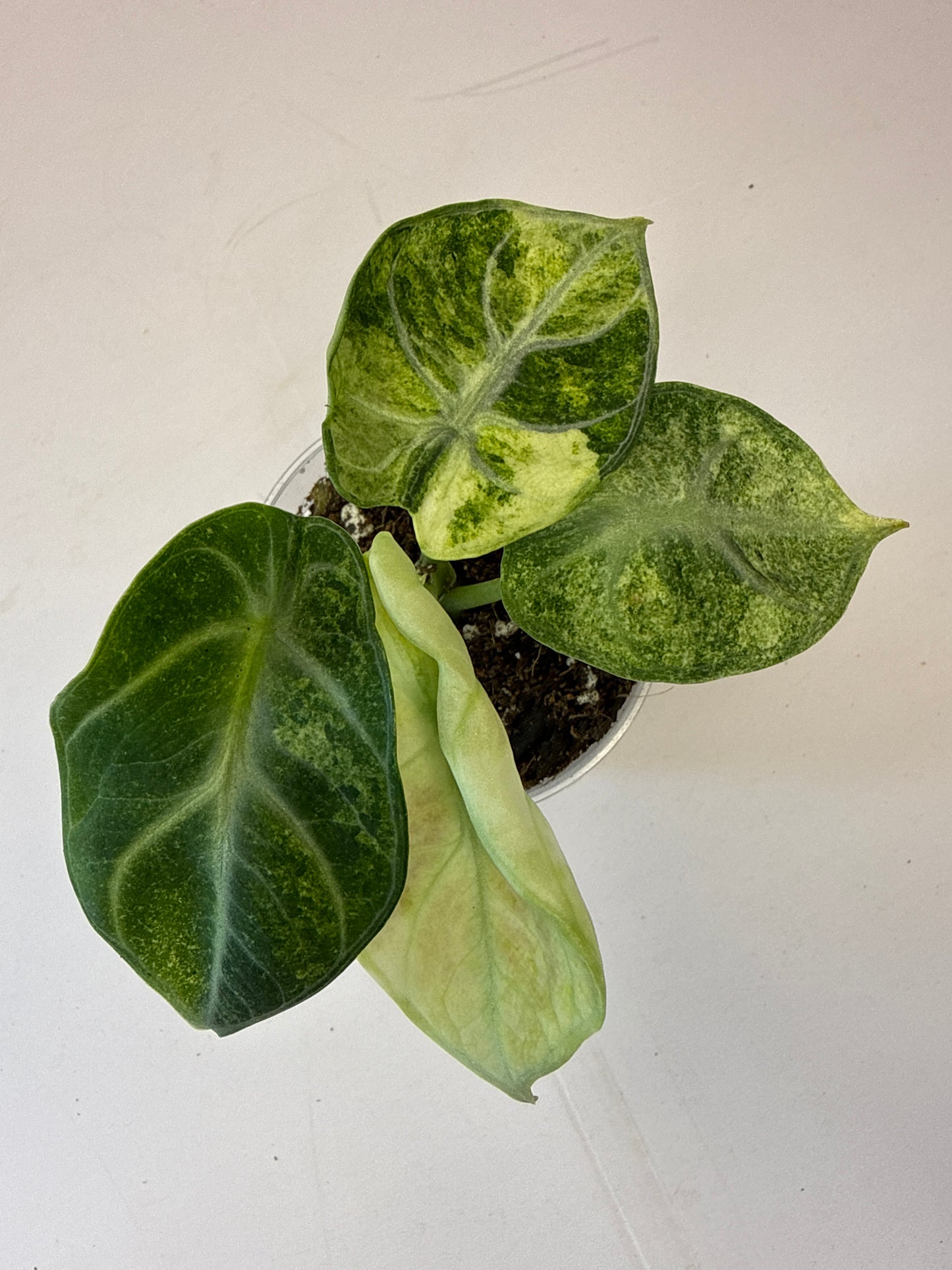 Alocasia Ninja Var.