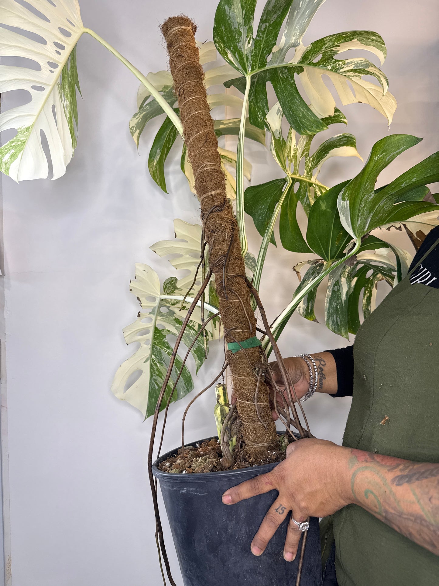 Monstera Albo LG
