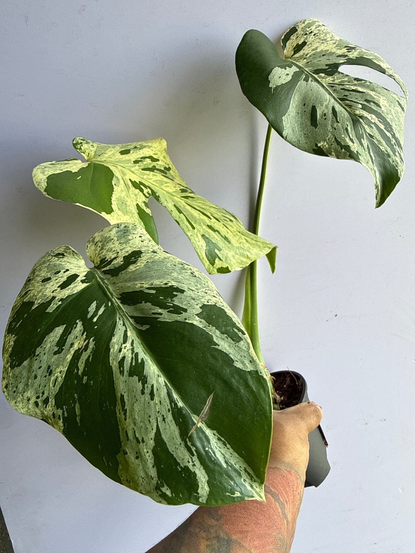 Monstera Bulbasaur
