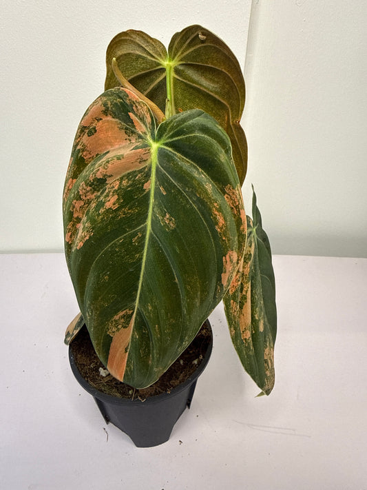 Philodendron Orange Melanochrysum