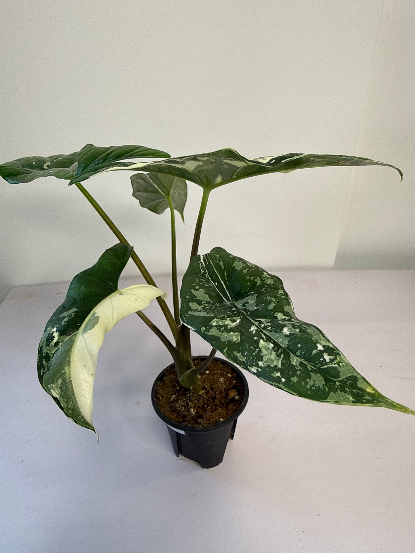 Alocasia Simpo Albo Var