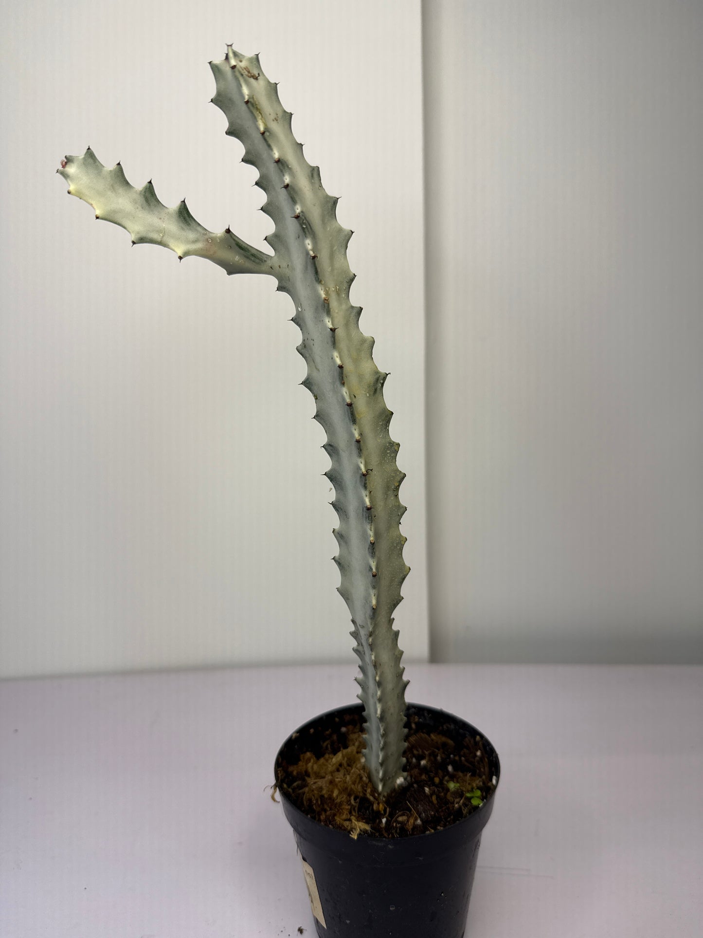 Euphorbia Lactea White Ghost