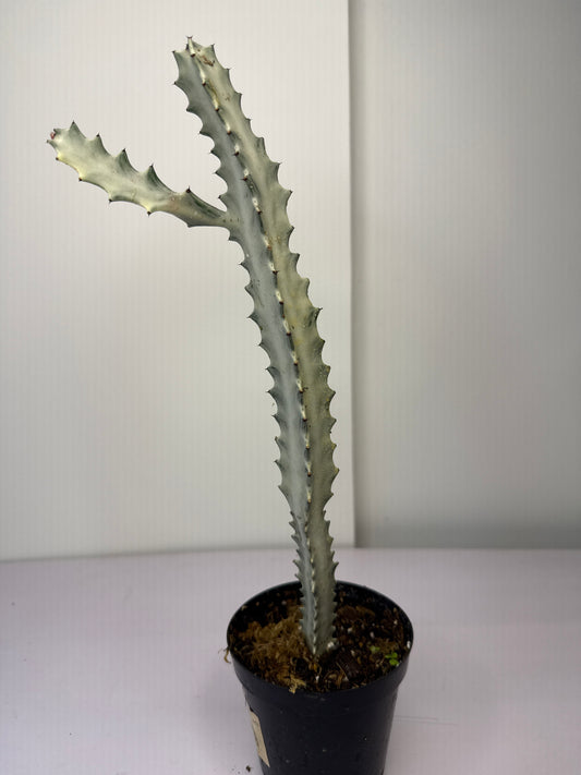 Euphorbia Lactea White Ghost
