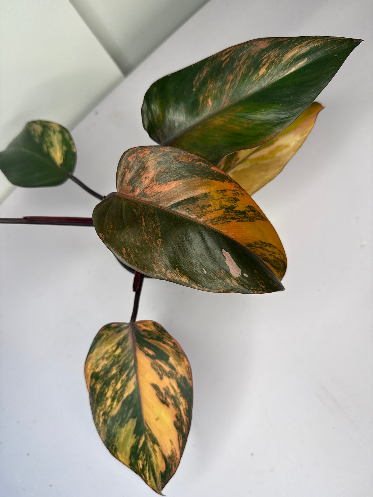 Philodendron Fire of Princess