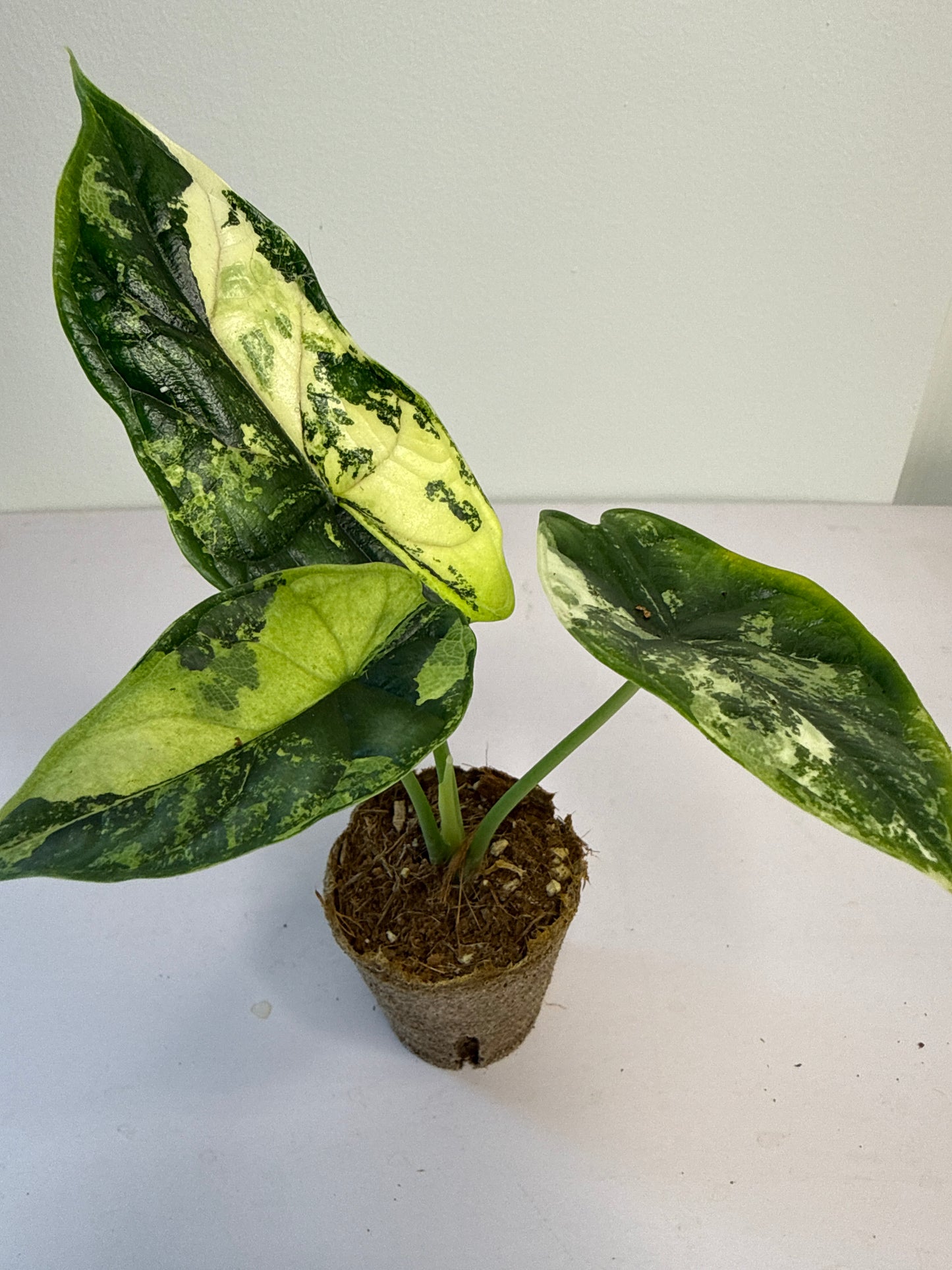 Alocasia Dragon Scale Albo