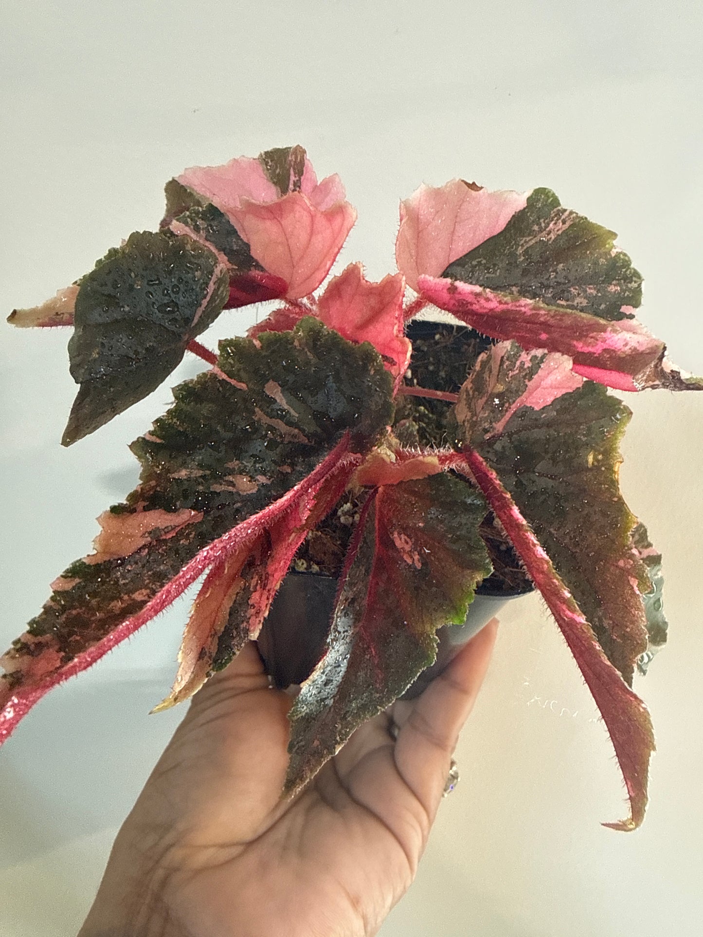 Begonia Ginny Galaxy