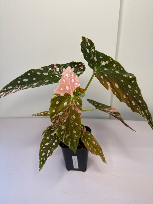 Begonia Pink Maculata