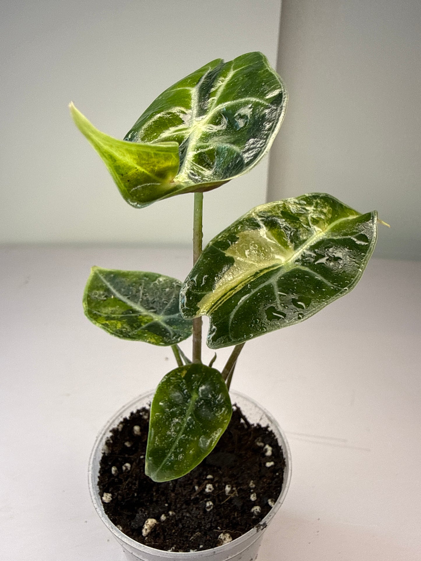 Alocasia Longgiloba Suhimaniana Aurea