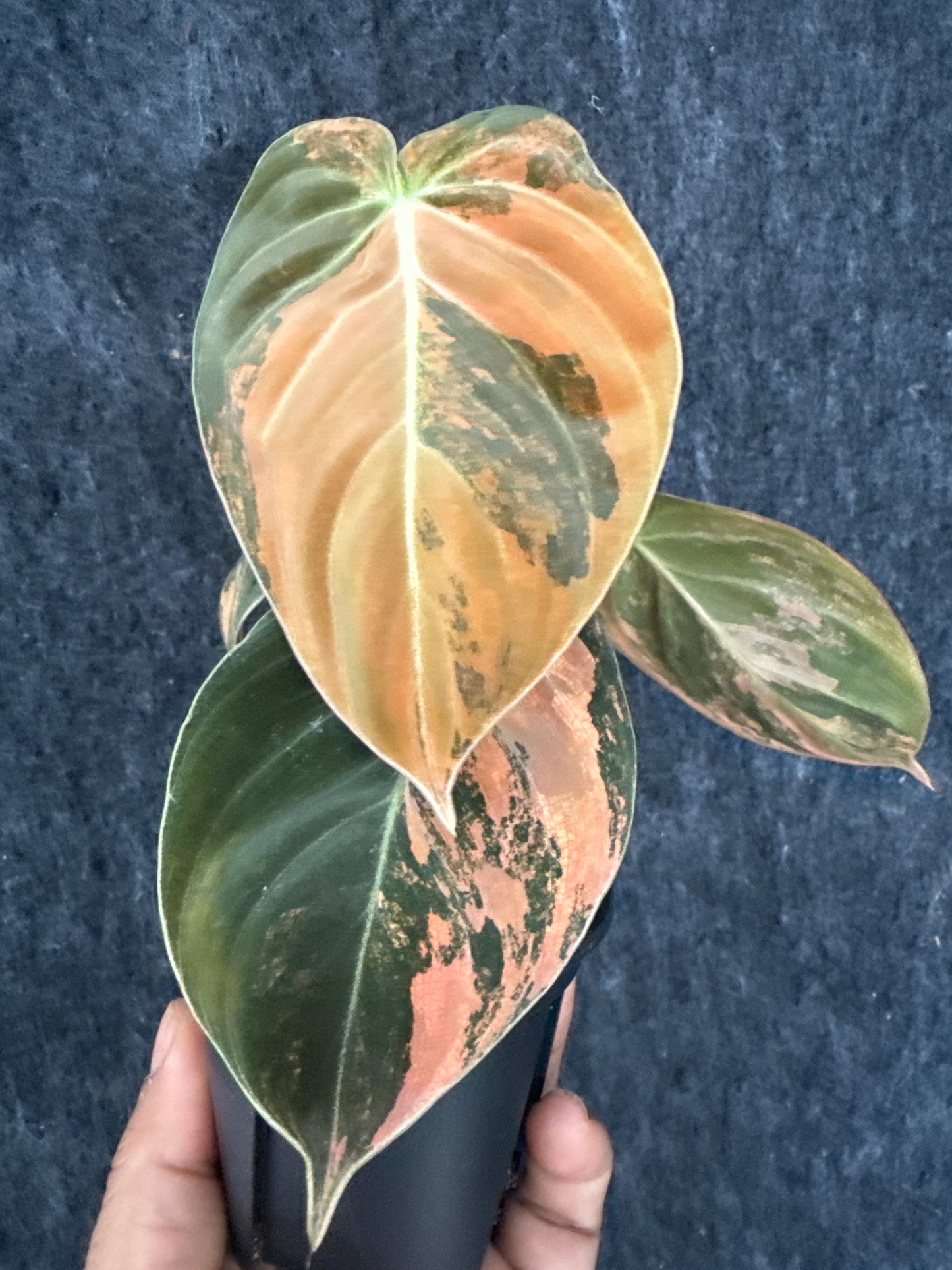 Philodendron Orange Melanochrysum