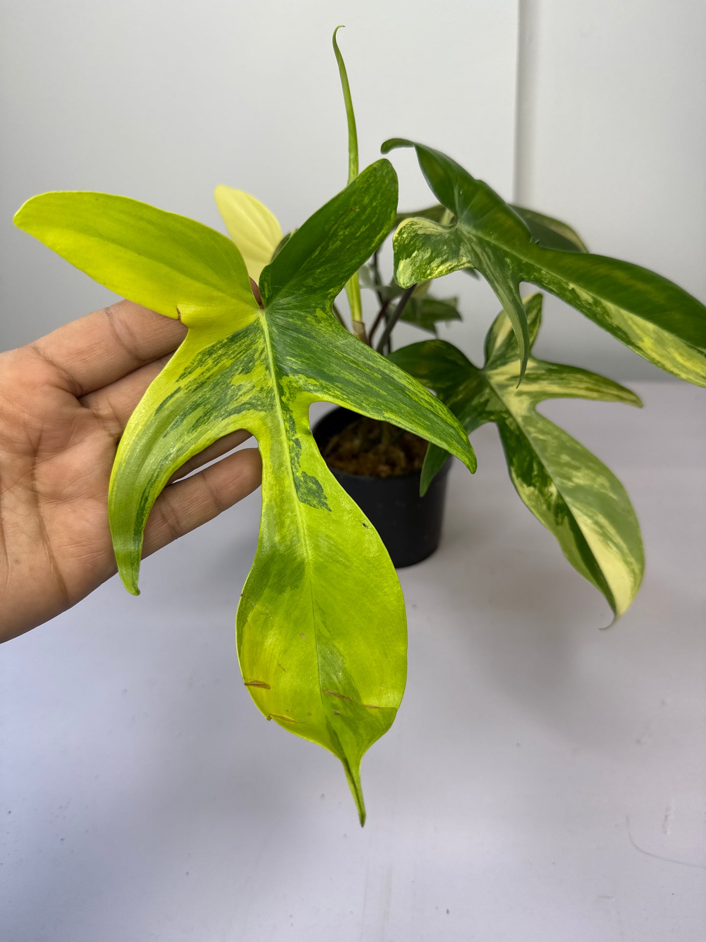 Philodendron Florida Beauty