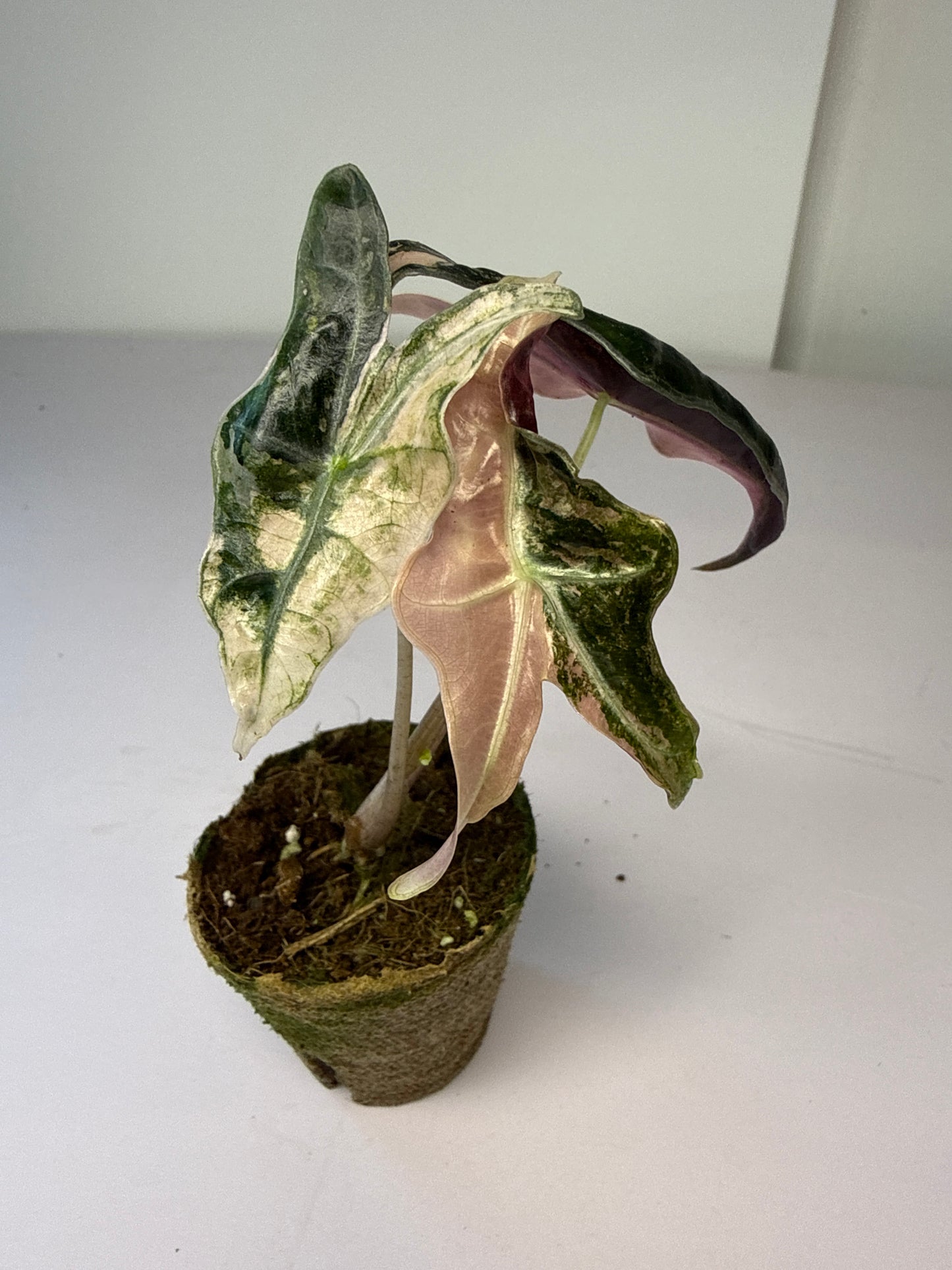 Alocasia Sanderiana Nobilis Var