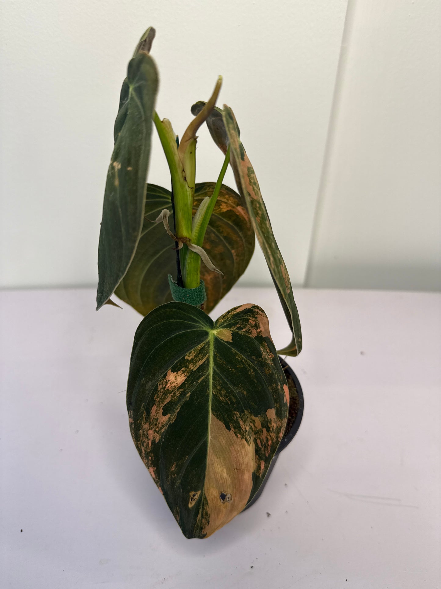 Philodendron Orange Melanochrysum