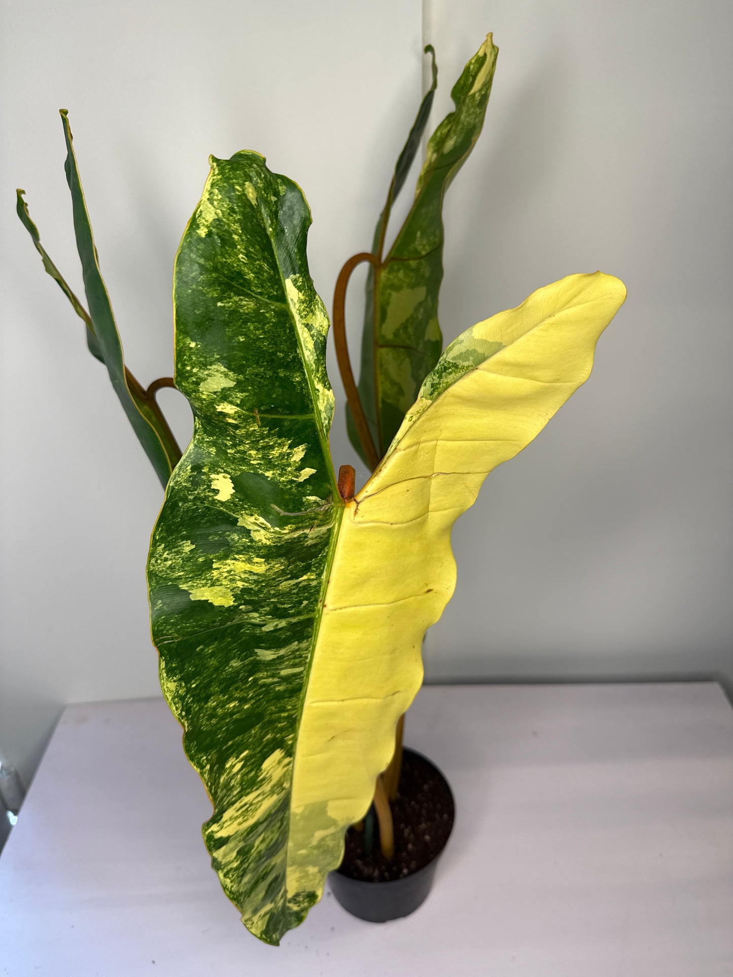 Philodendron Billietae Var