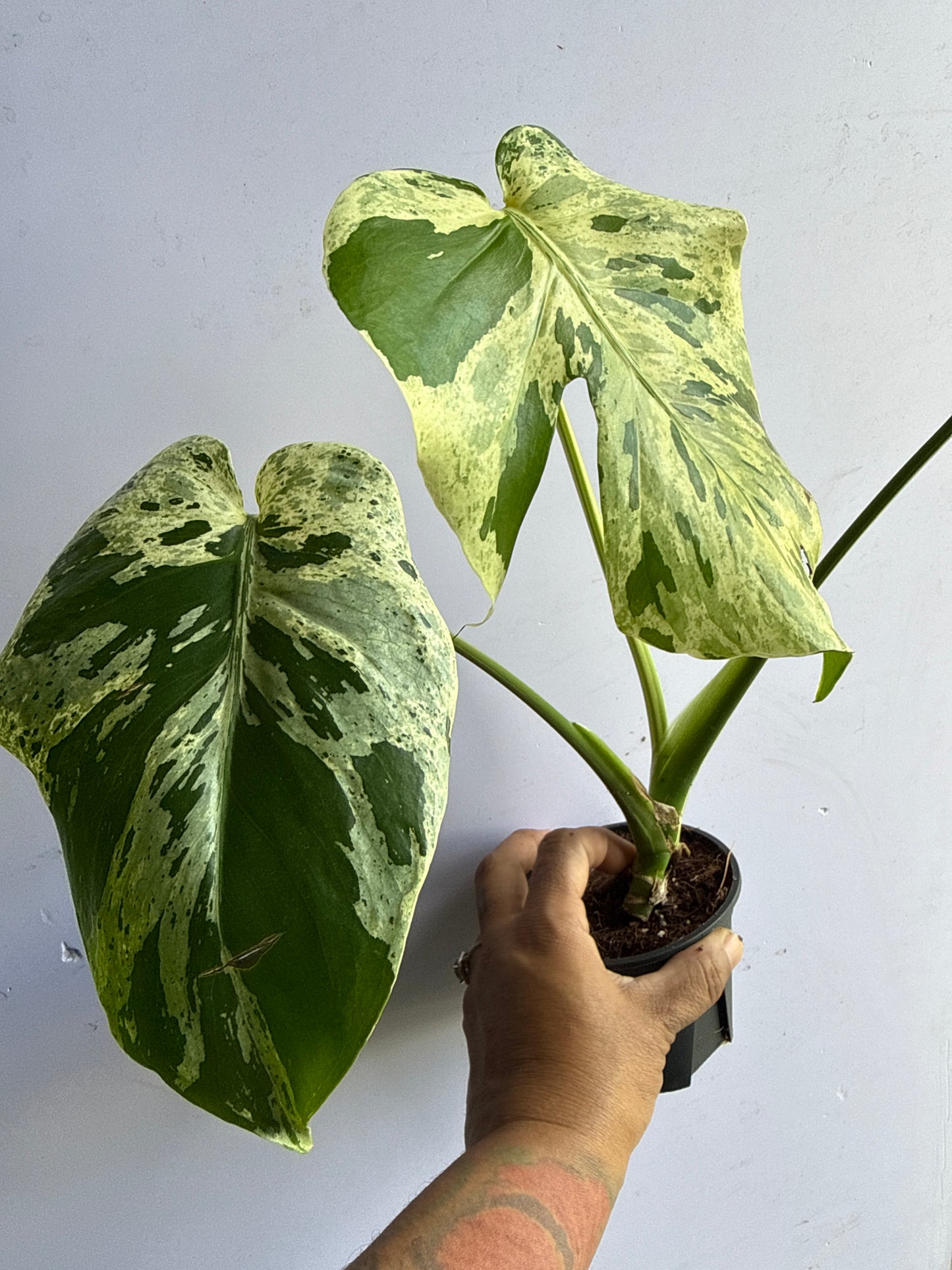 Monstera Bulbasaur
