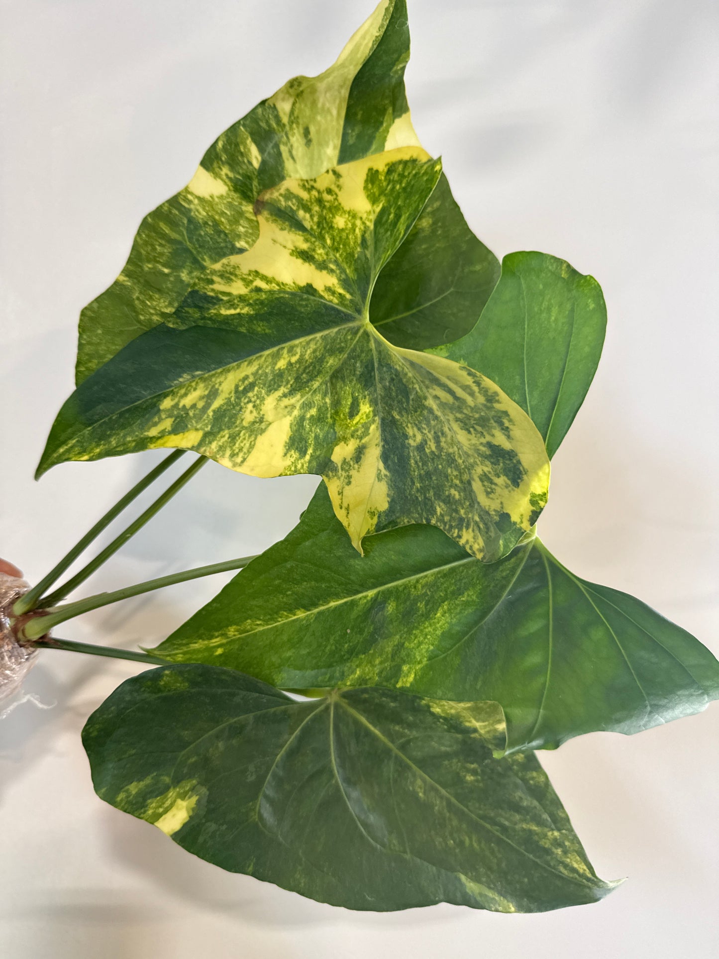 Anthurium Pterodactyl Var