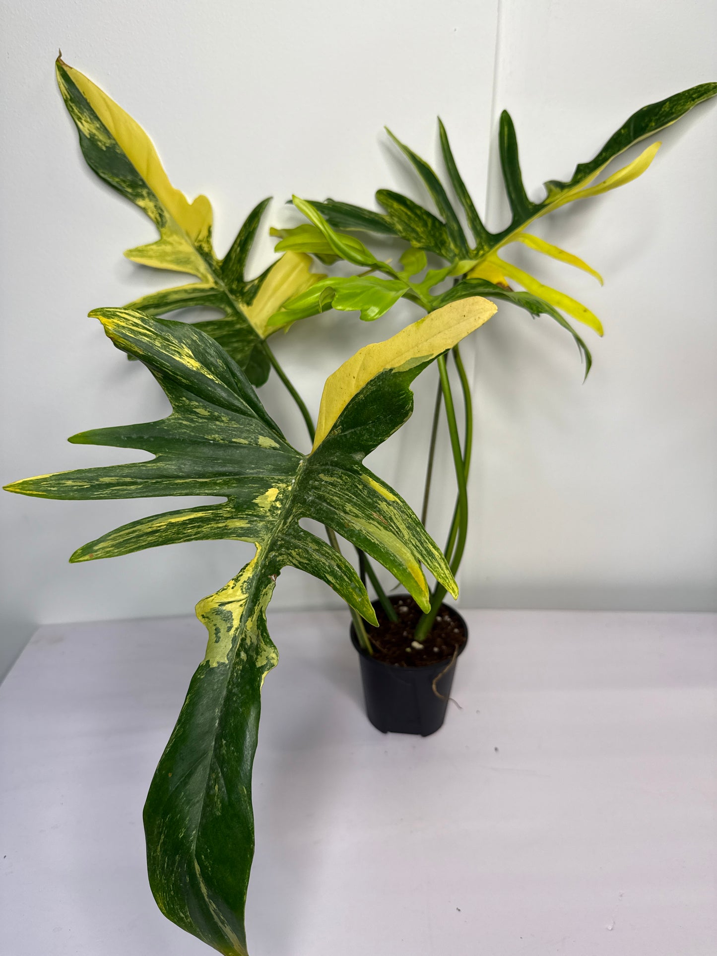 Philodendron Polypoides x Florida Beauty Var