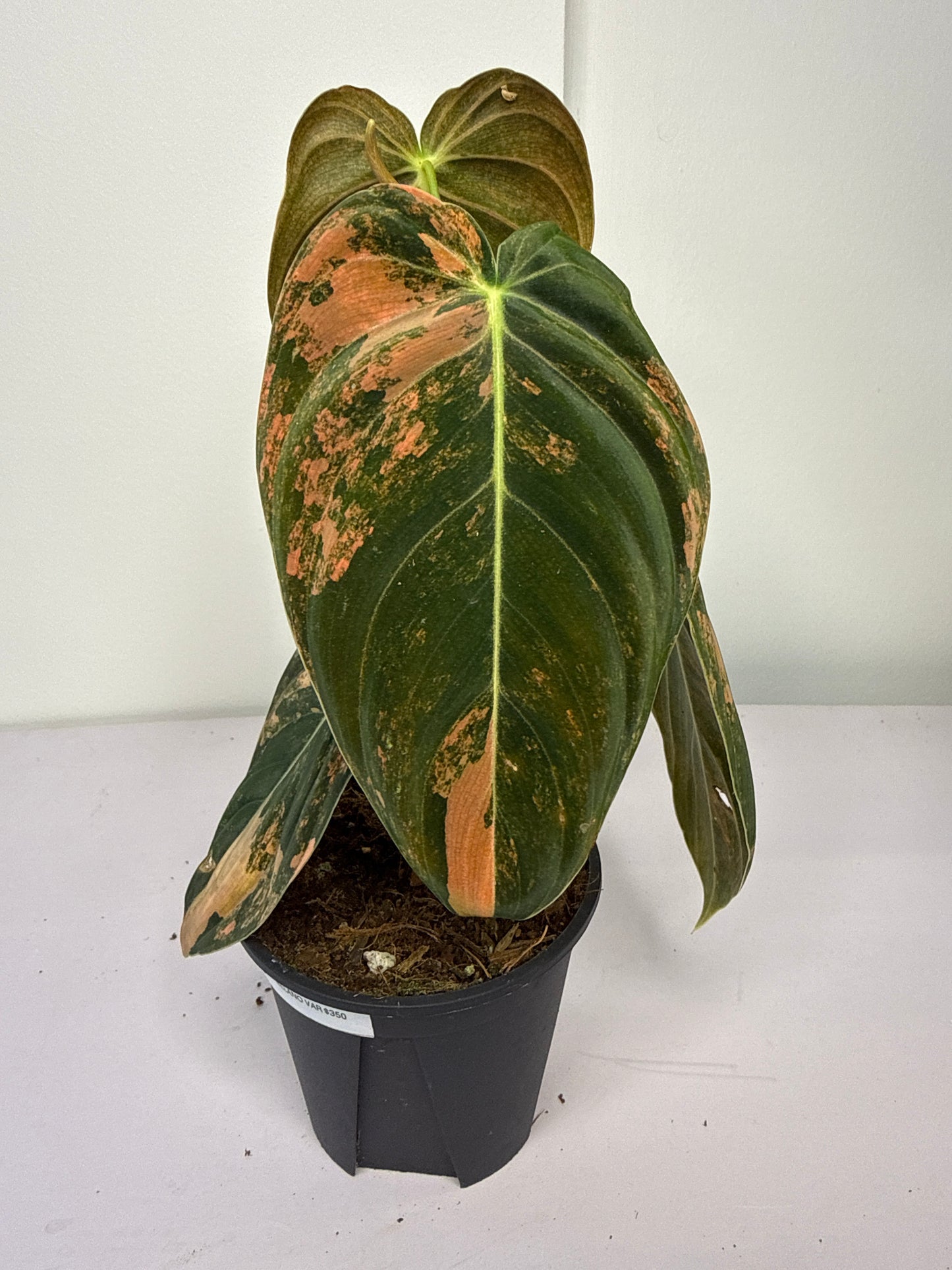 Philodendron Orange Melanochrysum