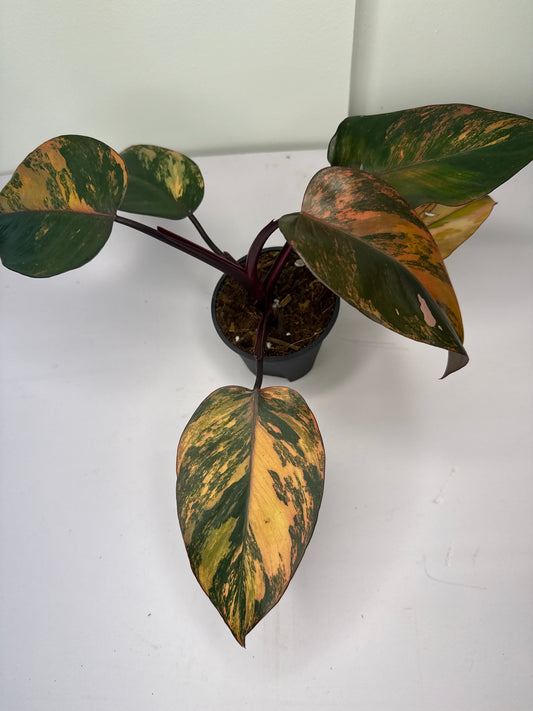 Philodendron Fire of Princess