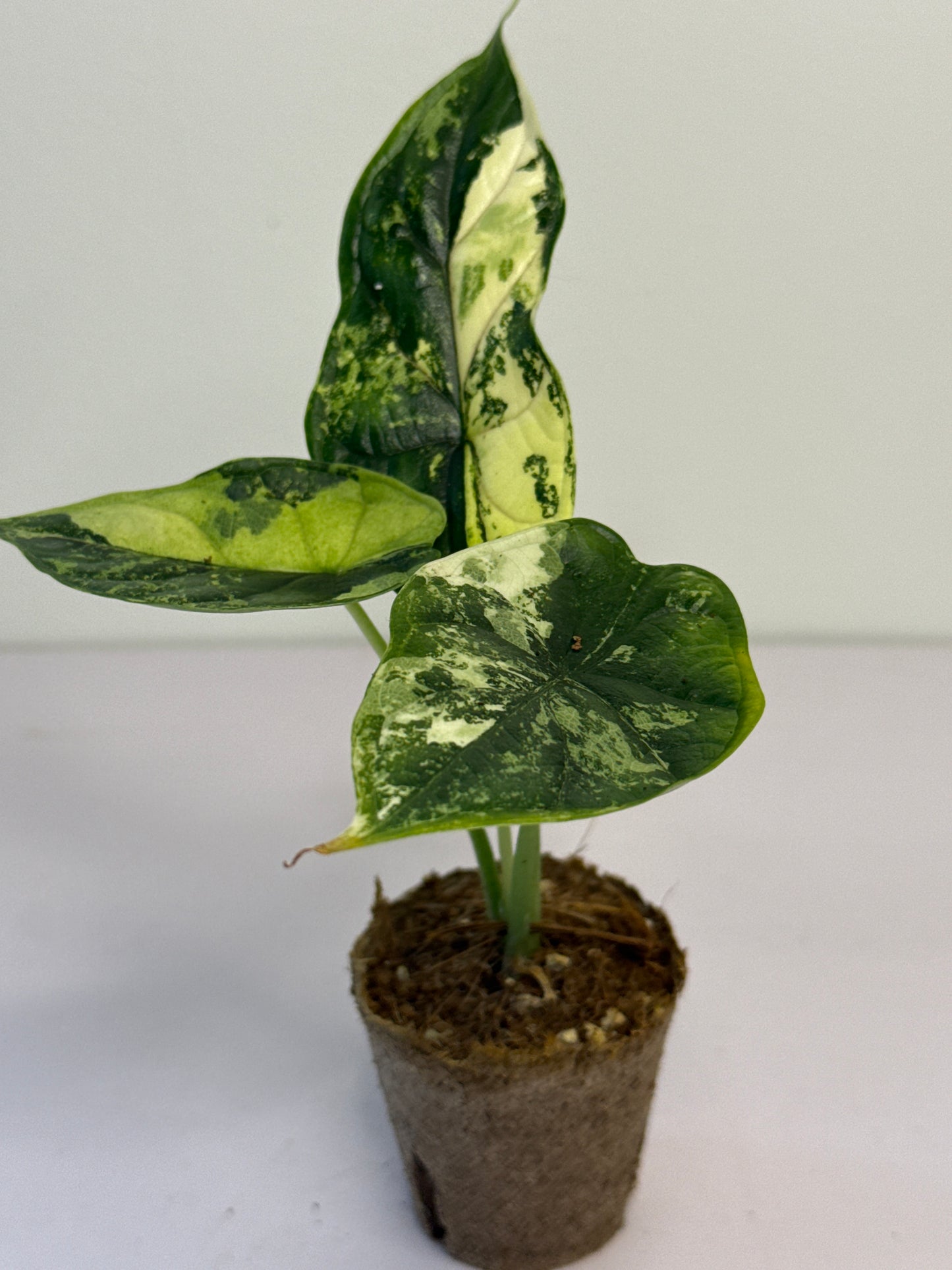 Alocasia Dragon Scale Albo