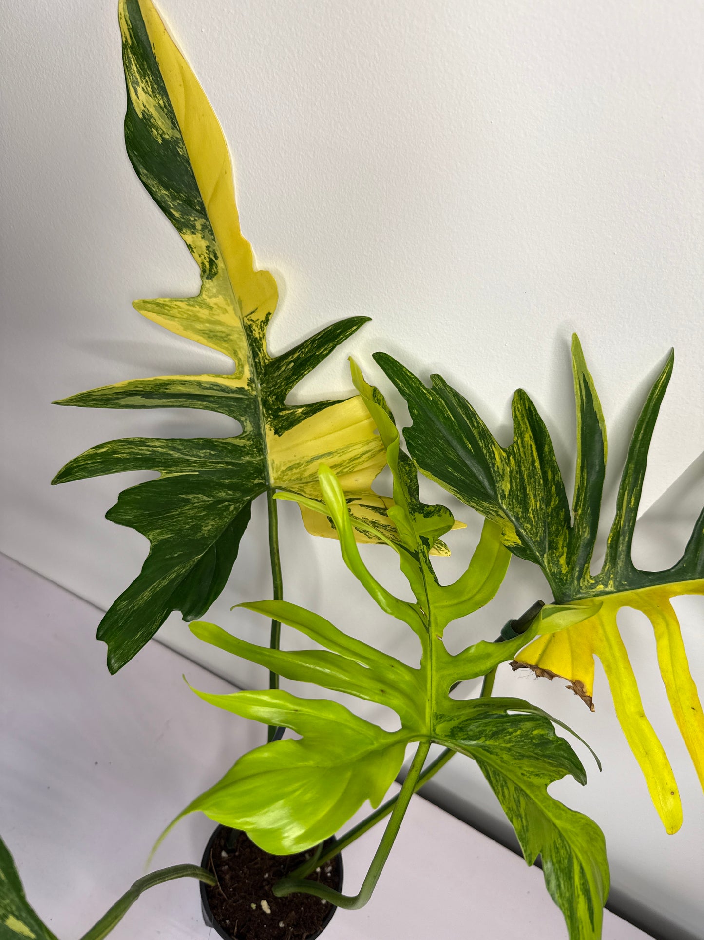 Philodendron Polypoides x Florida Beauty Var