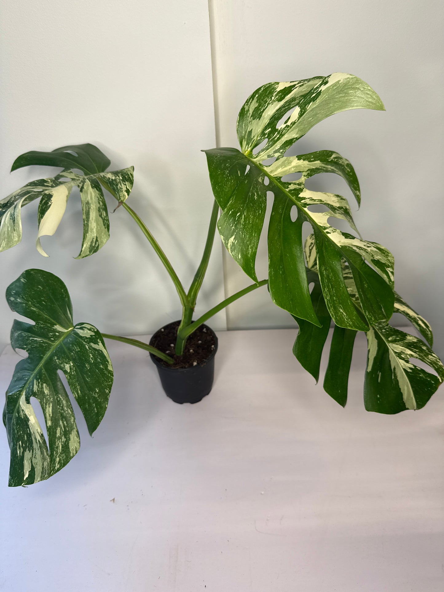 Monstera Albo Lg Form