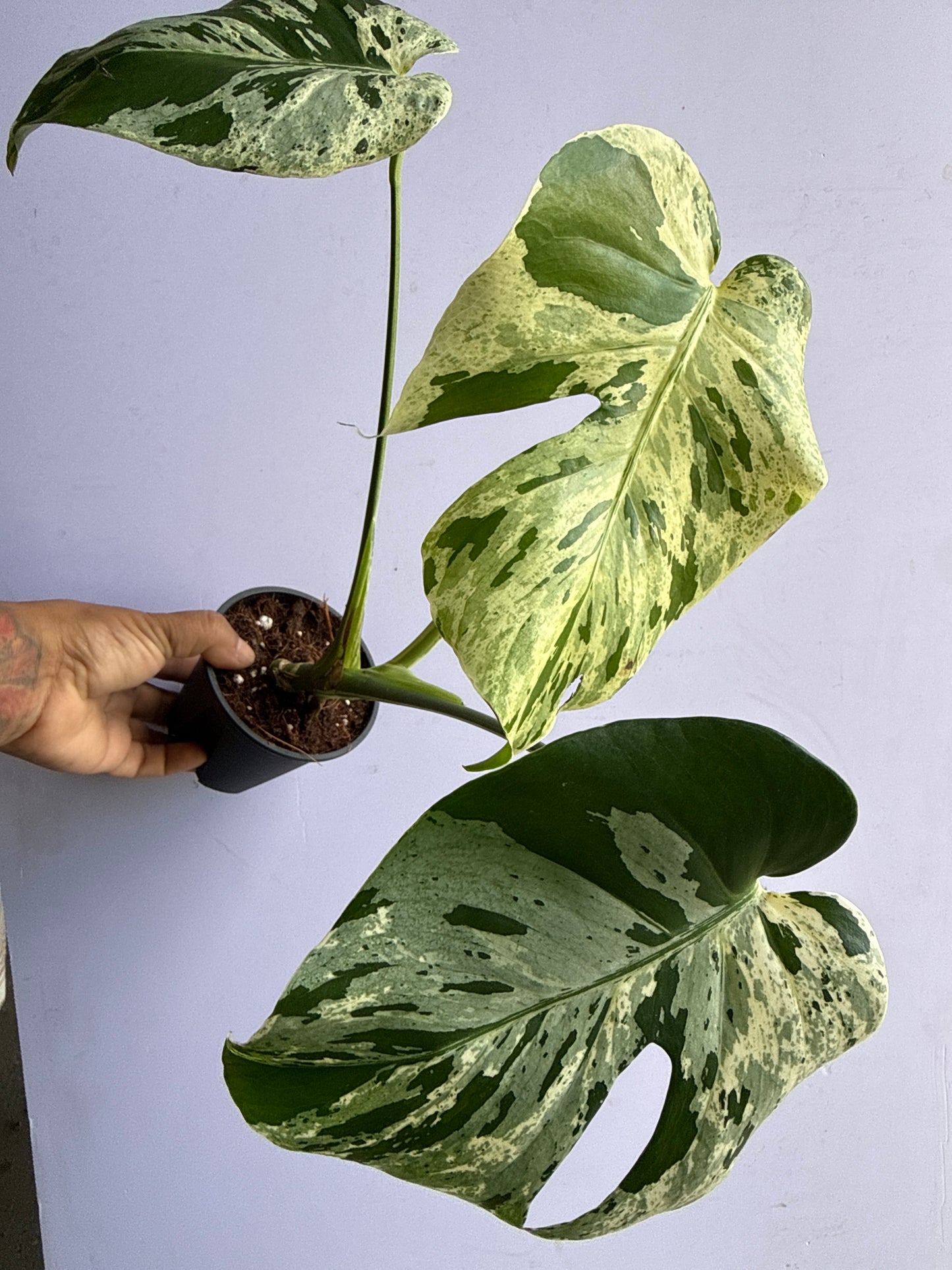 Monstera Bulbasaur
