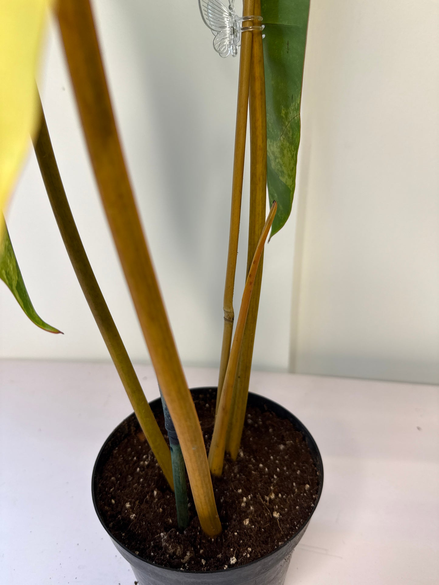 Philodendron Billietae Var