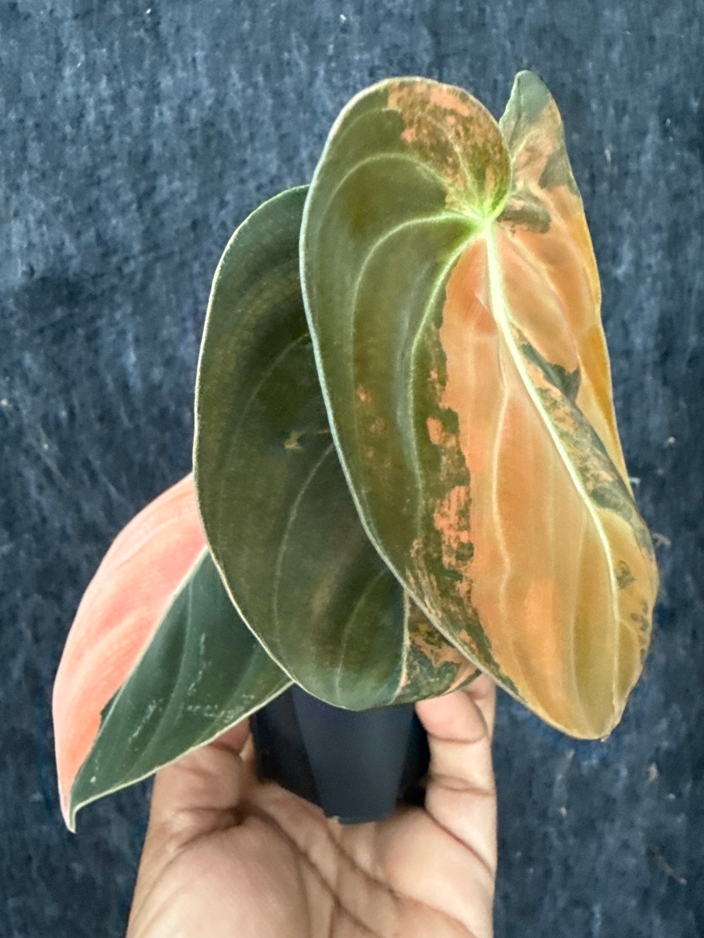 Philodendron Orange Melanochrysum