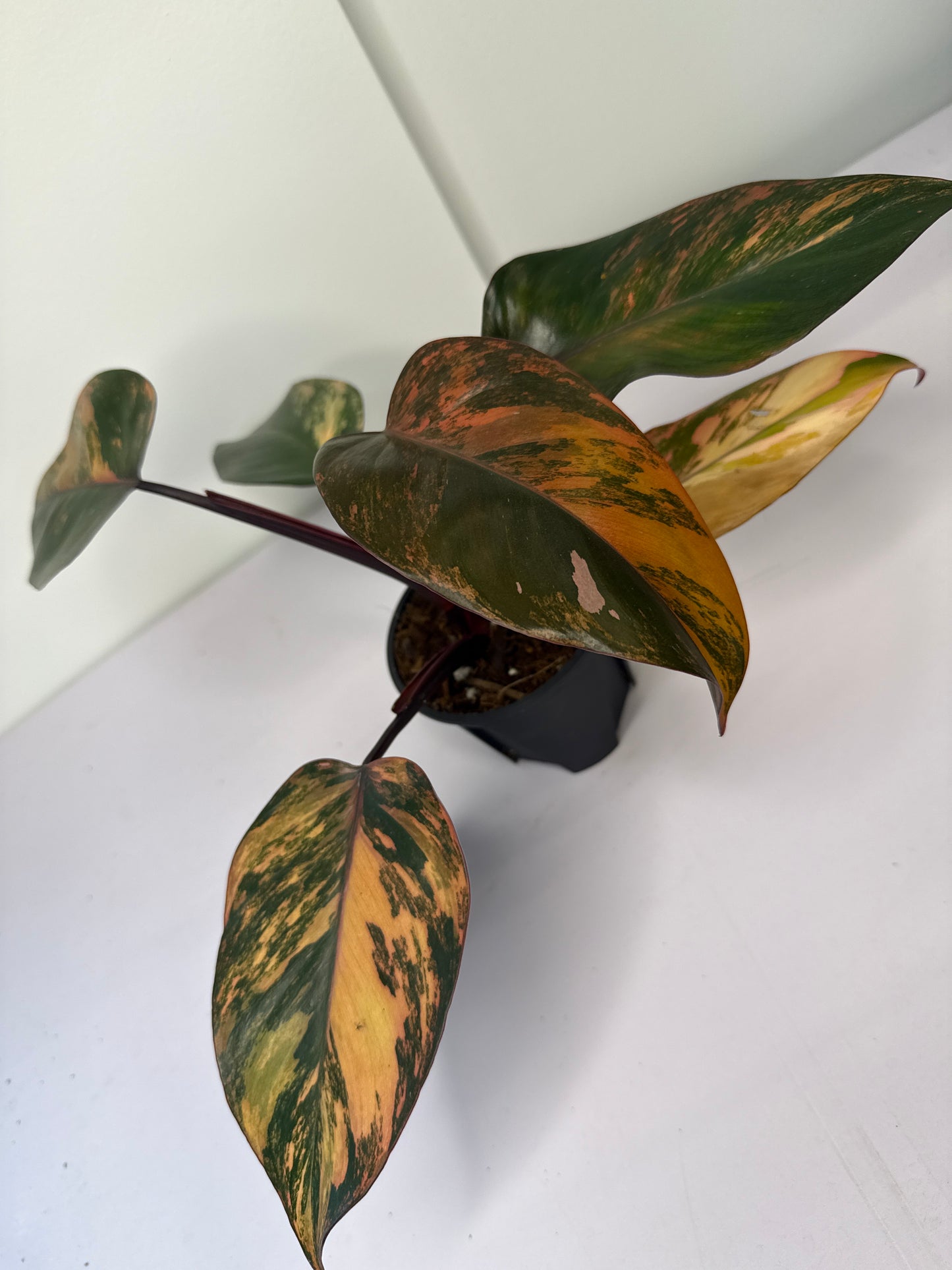 Philodendron Fire of Princess