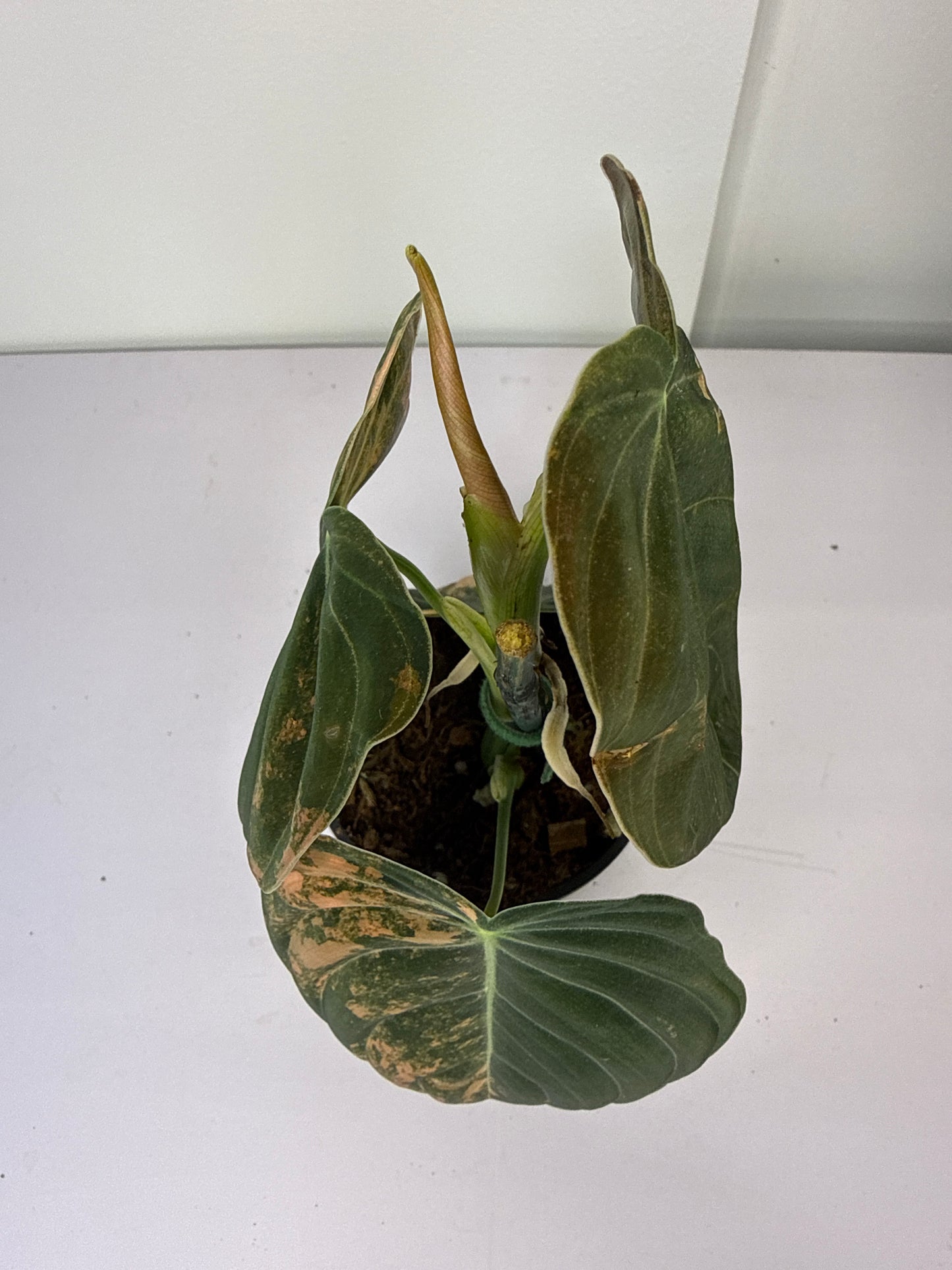 Philodendron Orange Melanochrysum