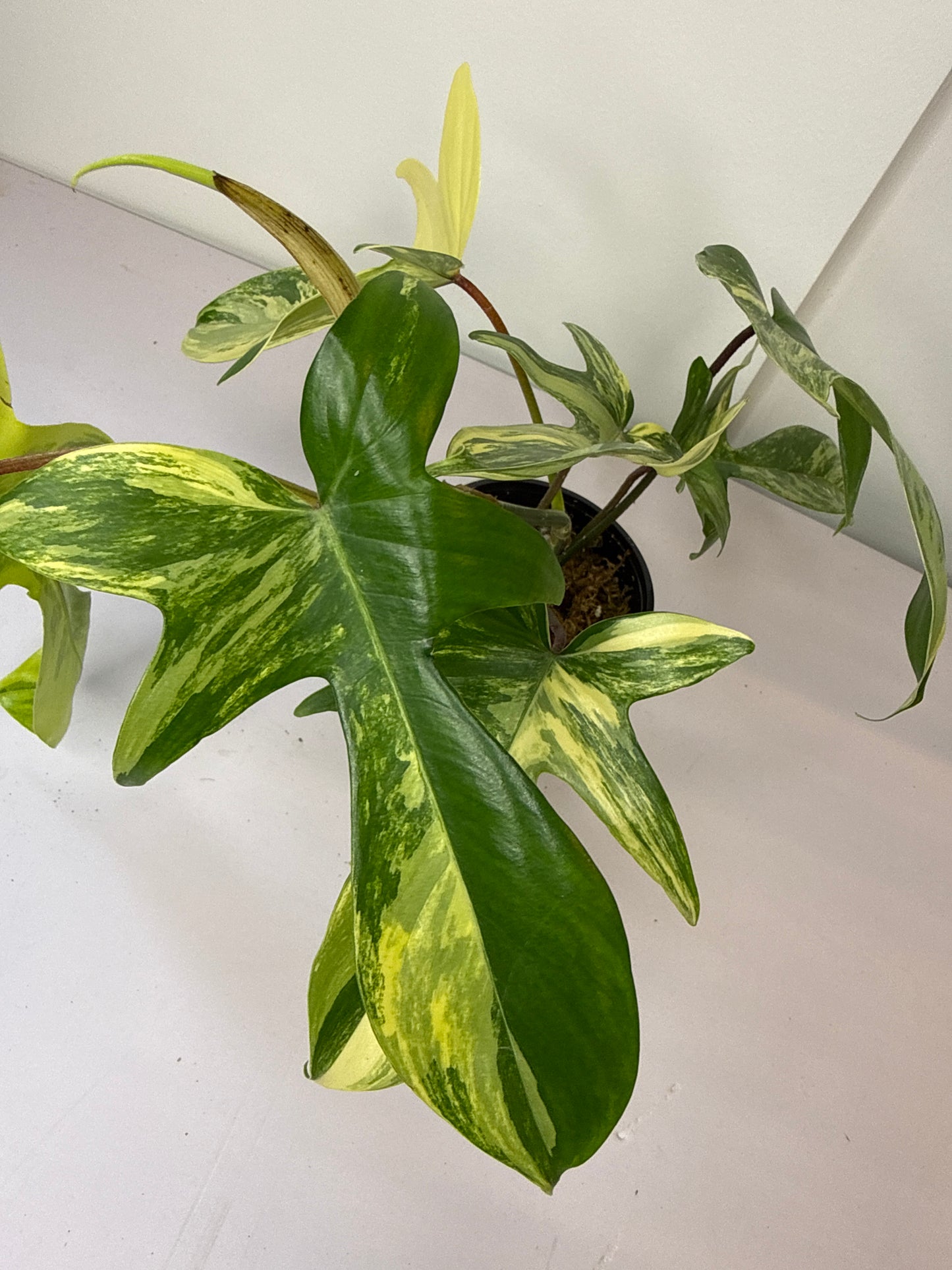 Philodendron Florida Beauty