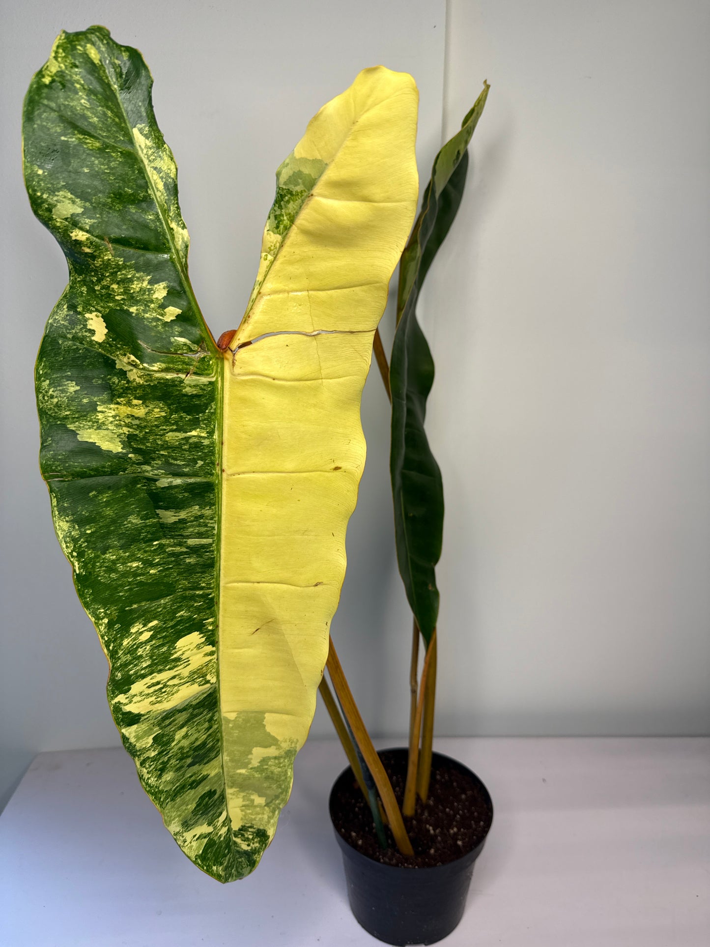 Philodendron Billietae Var
