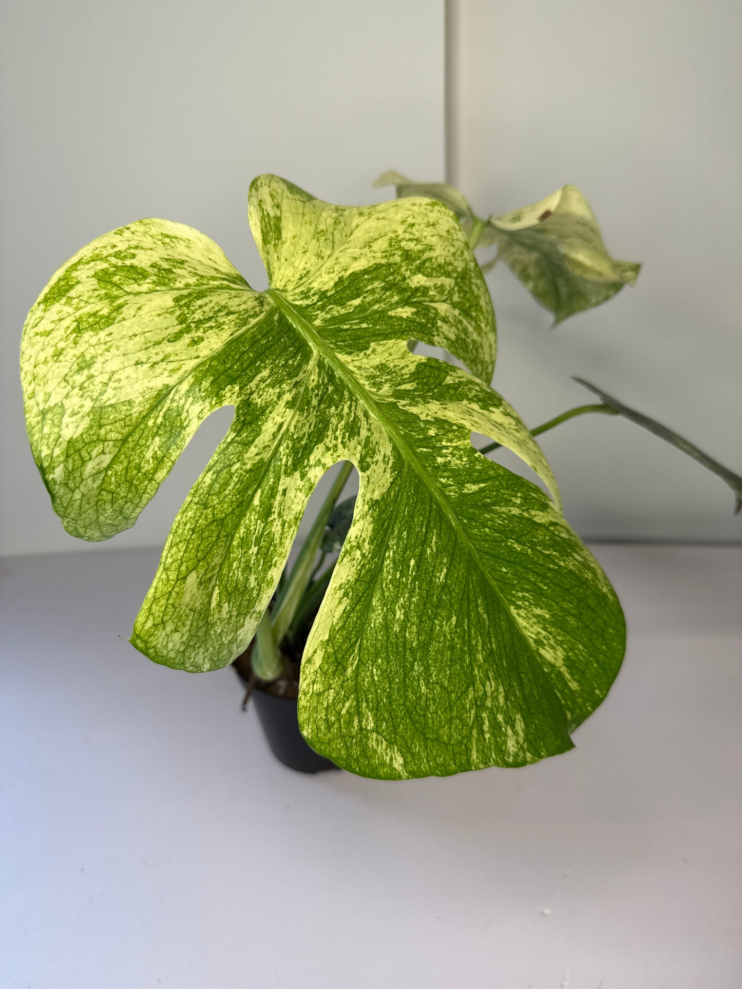Monstera White Monster